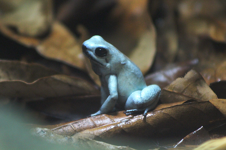 Golden poison frog (Phyllobates terribilis)