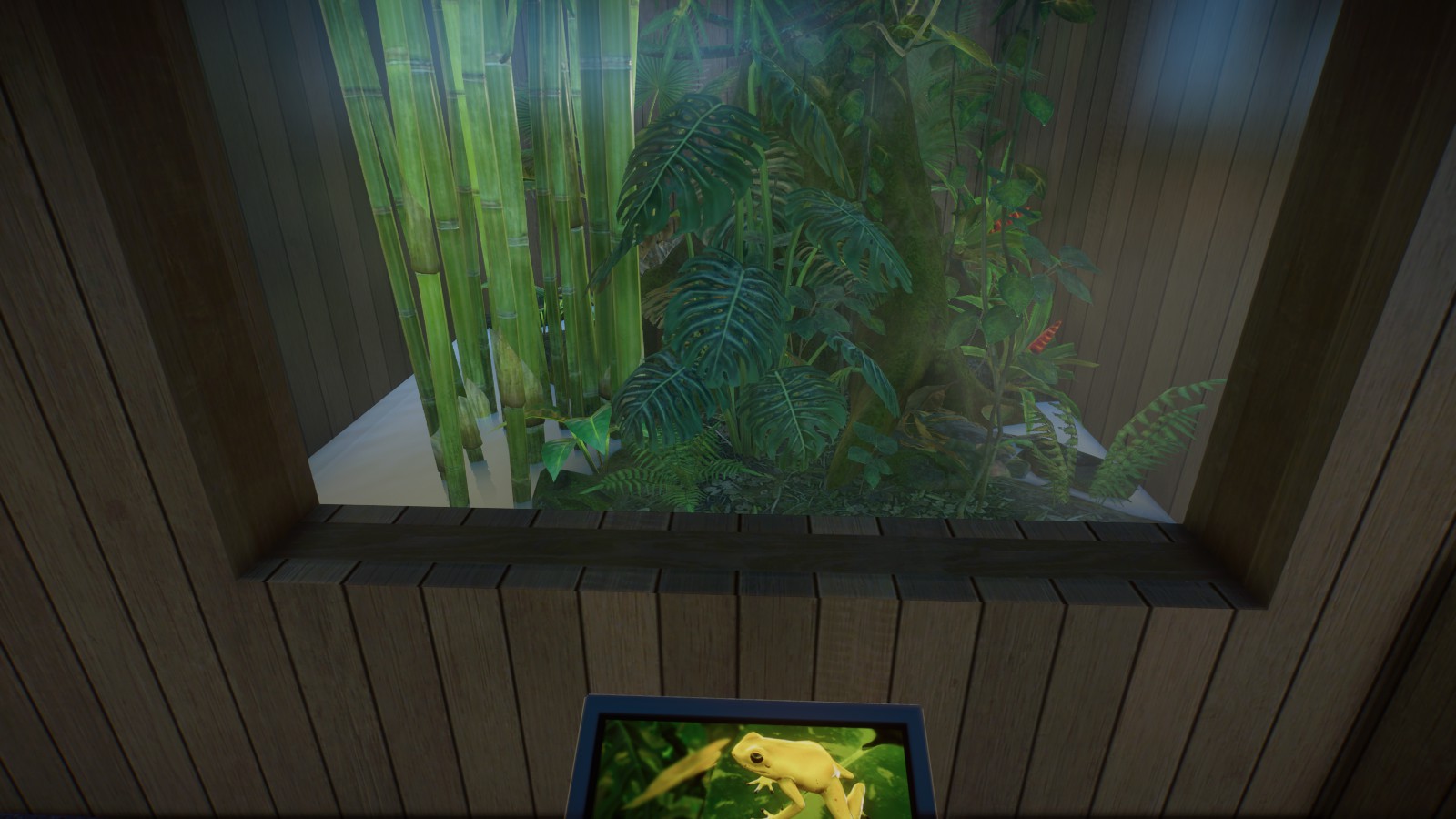 Golden Poison Frog Tank