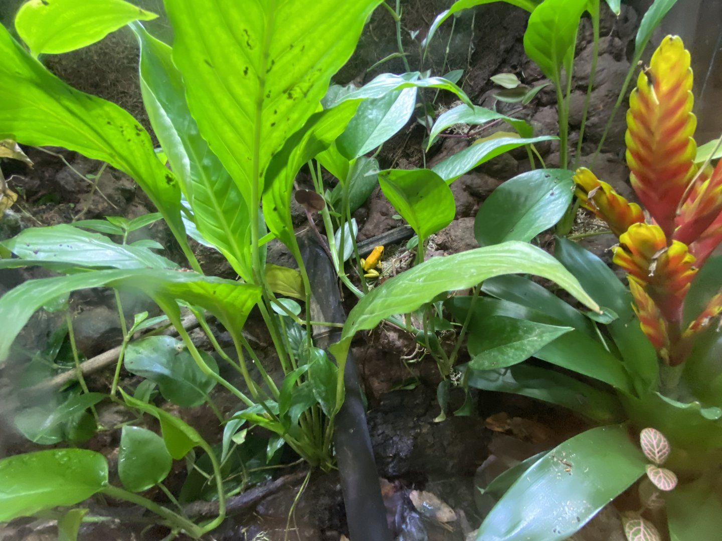 Golden poison frog vivarium 050820
