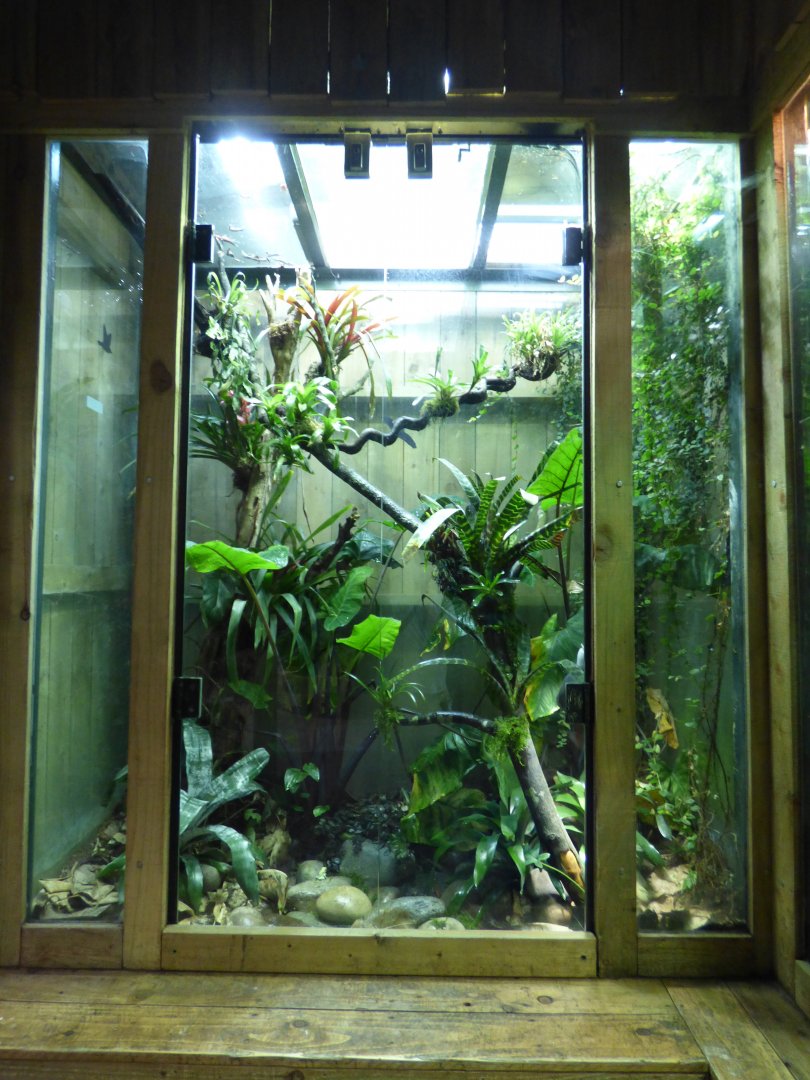Golden Poison Frog Vivarium