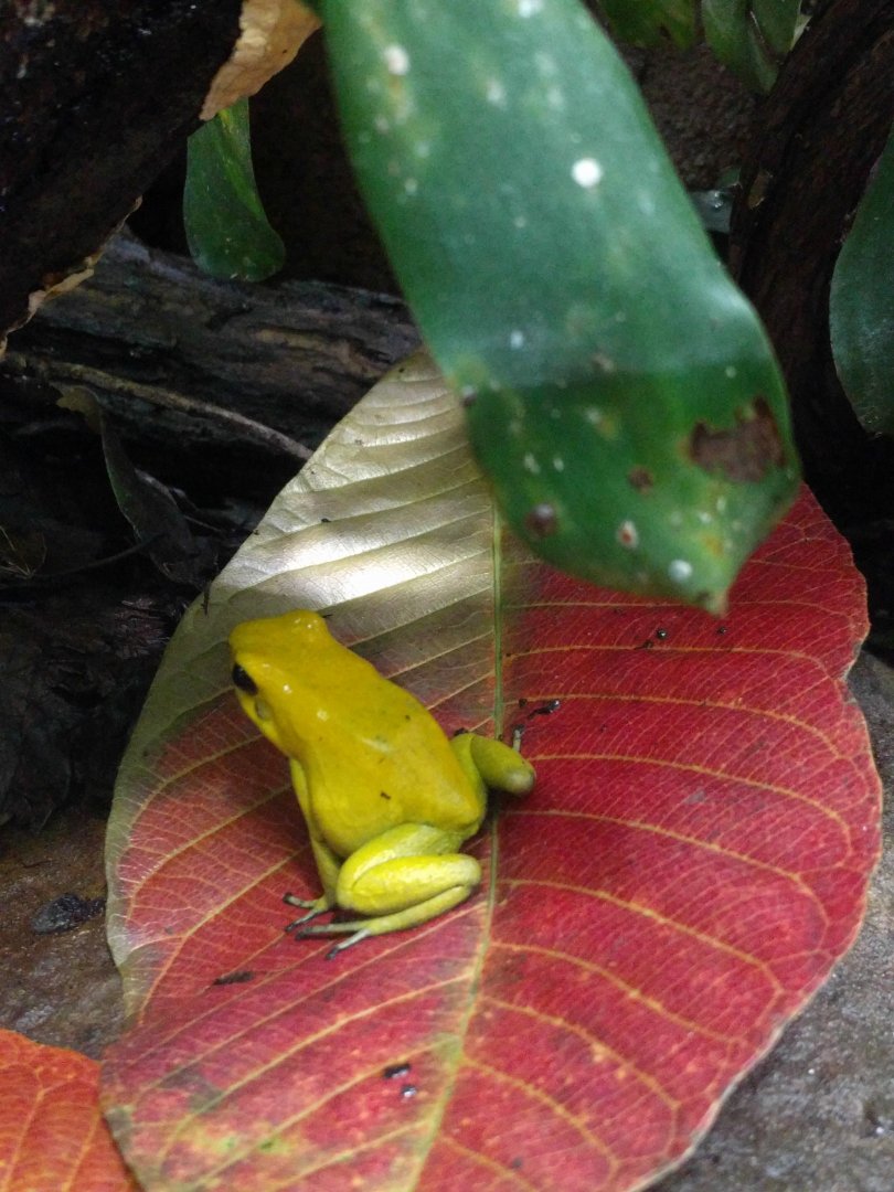 Golden Poison Frog Wilhelma 2019