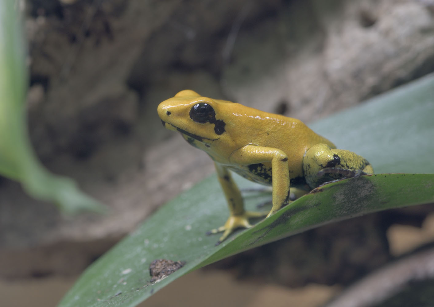 Golden poison frog