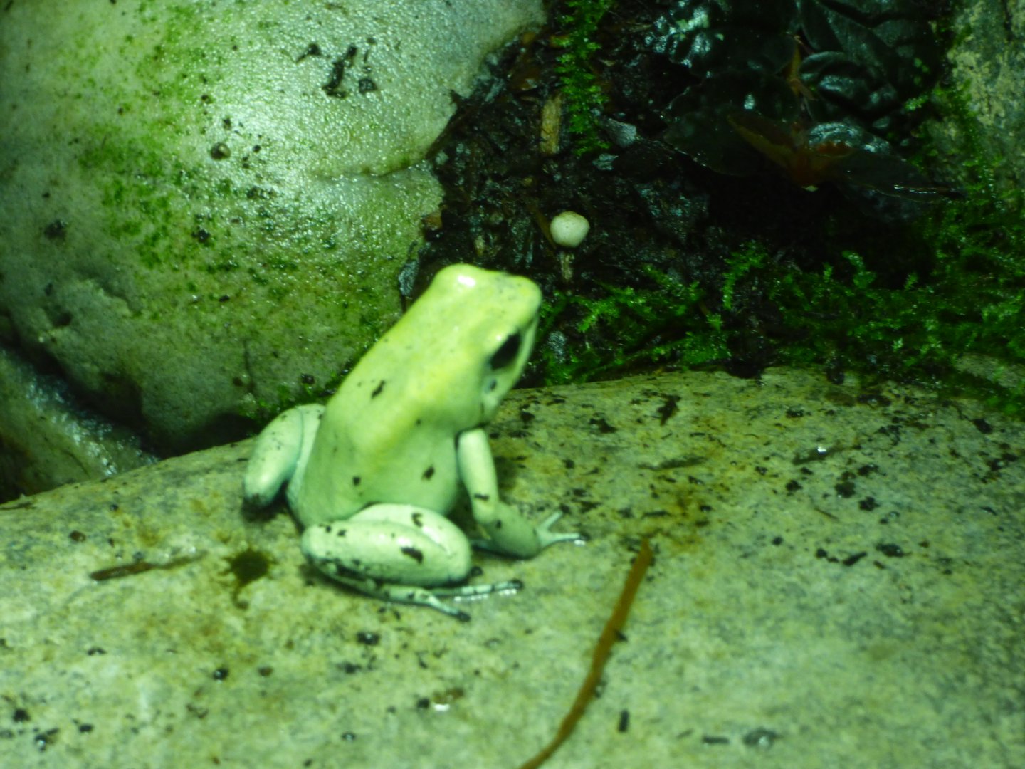 Golden Poison Frog