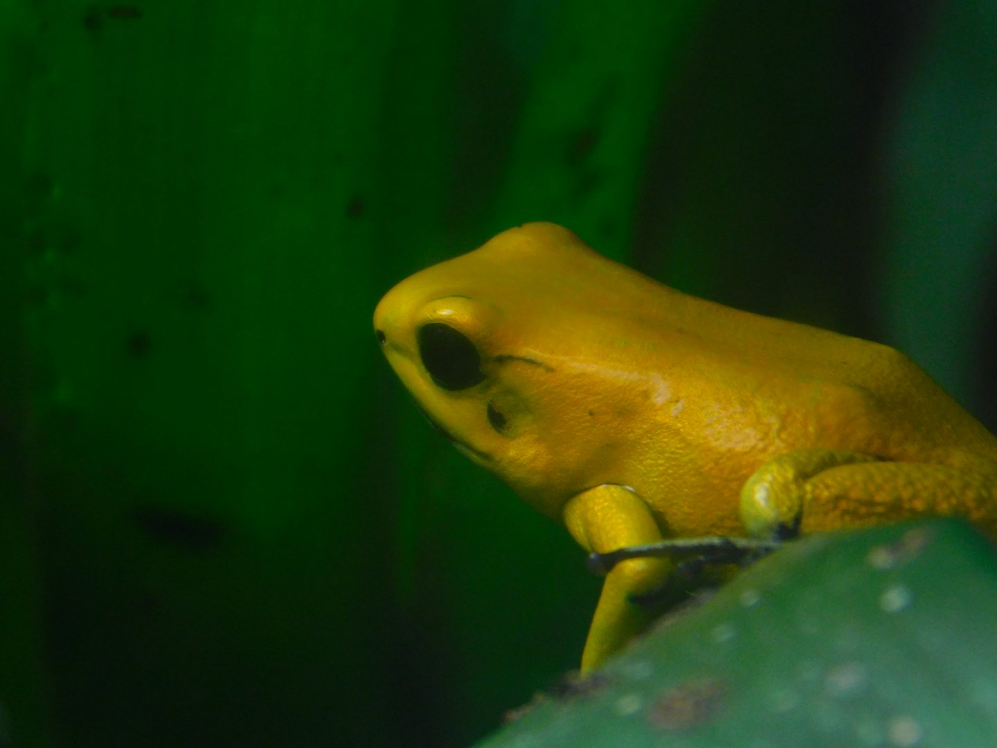 Golden Poison Frog