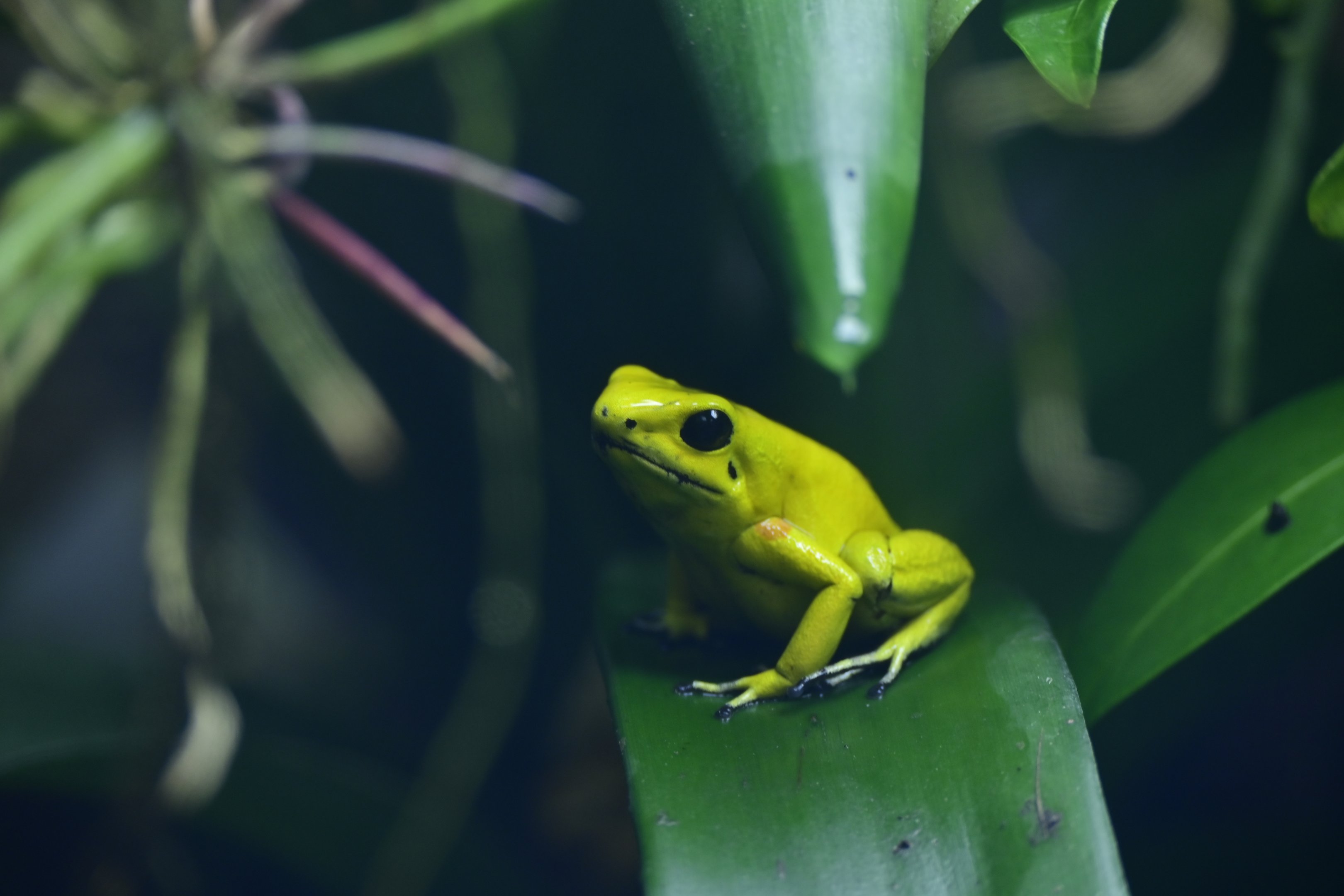 Golden Poison Frog