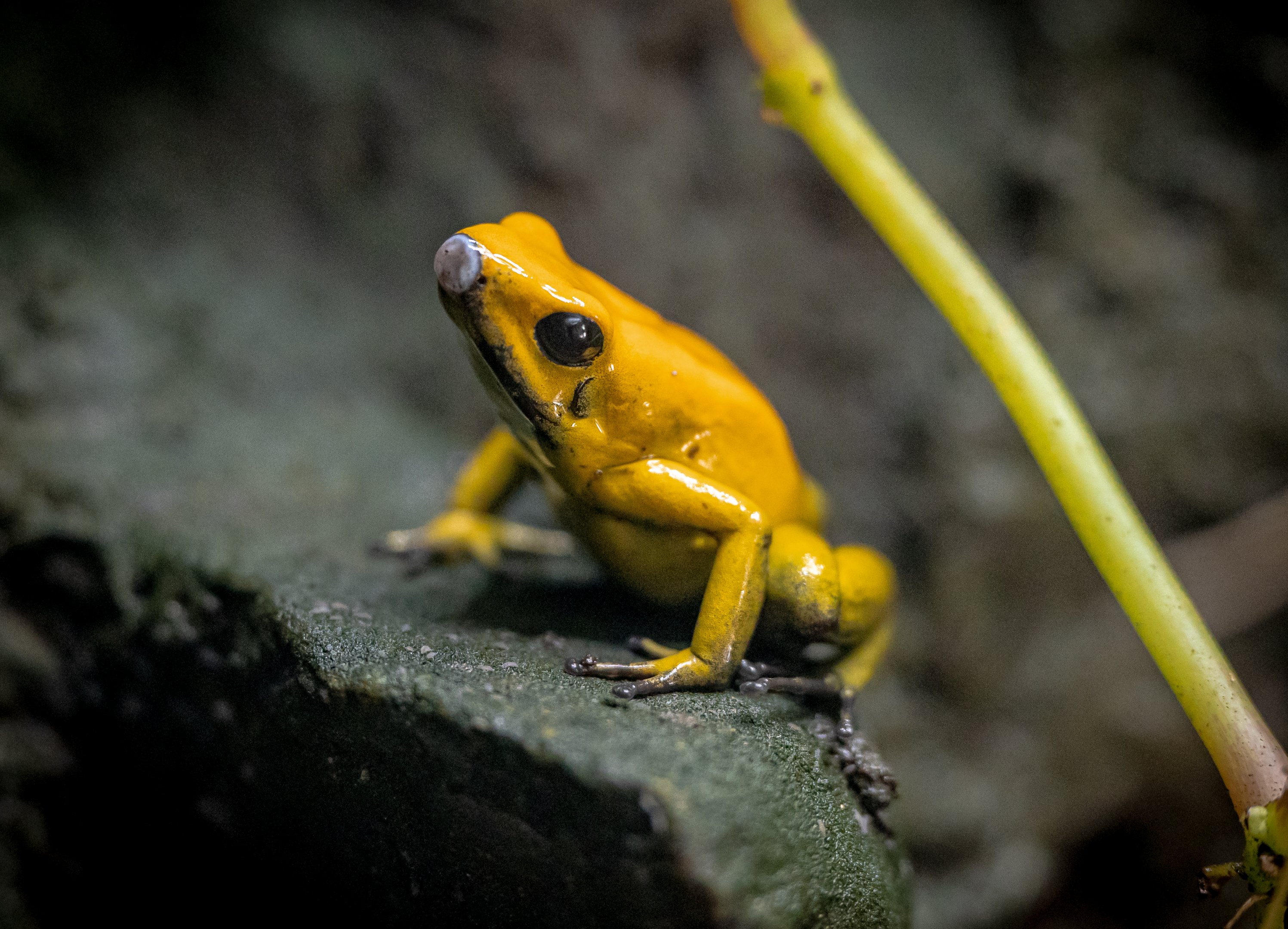 Golden Poison Frog