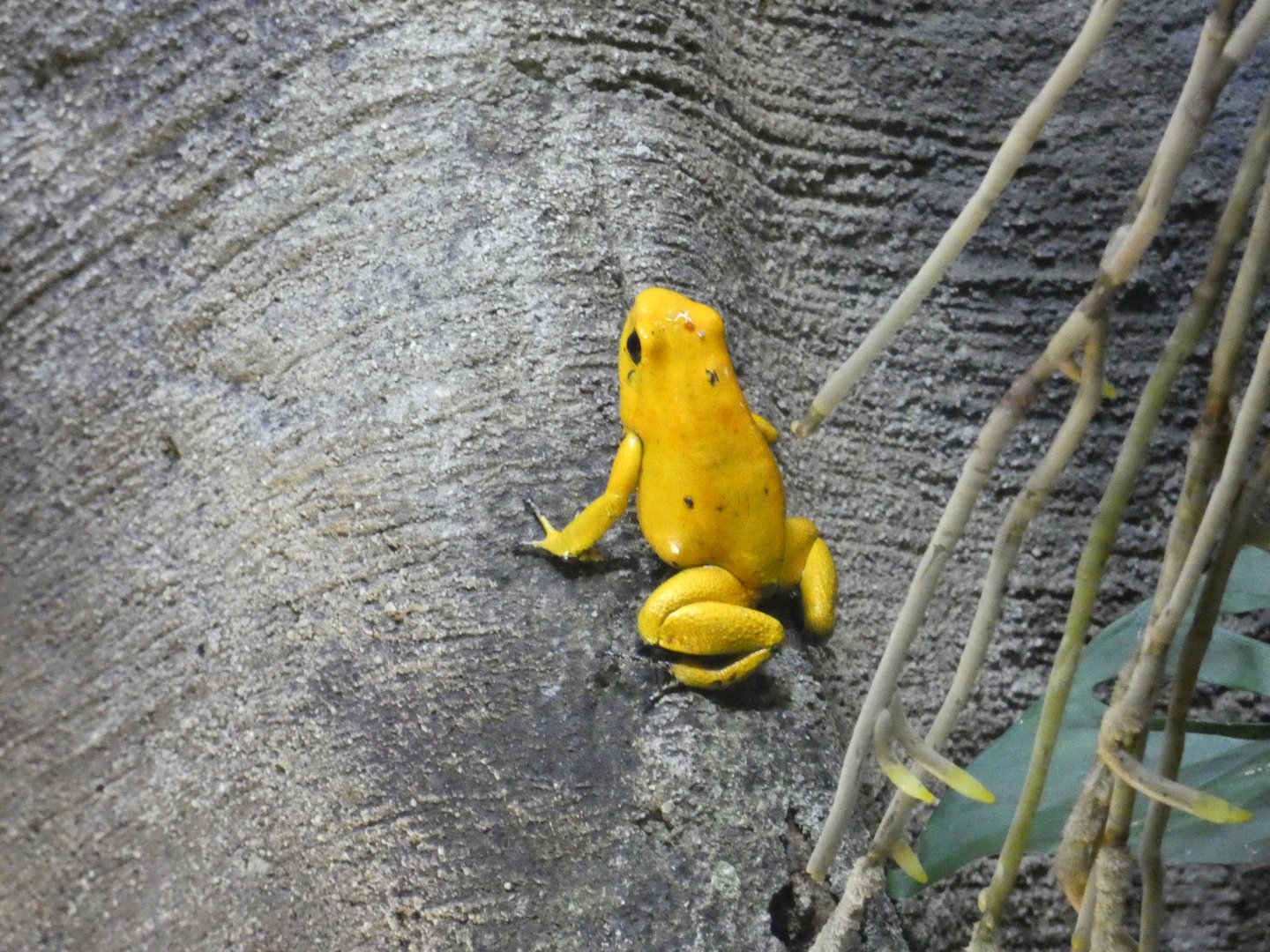 Golden poison frog