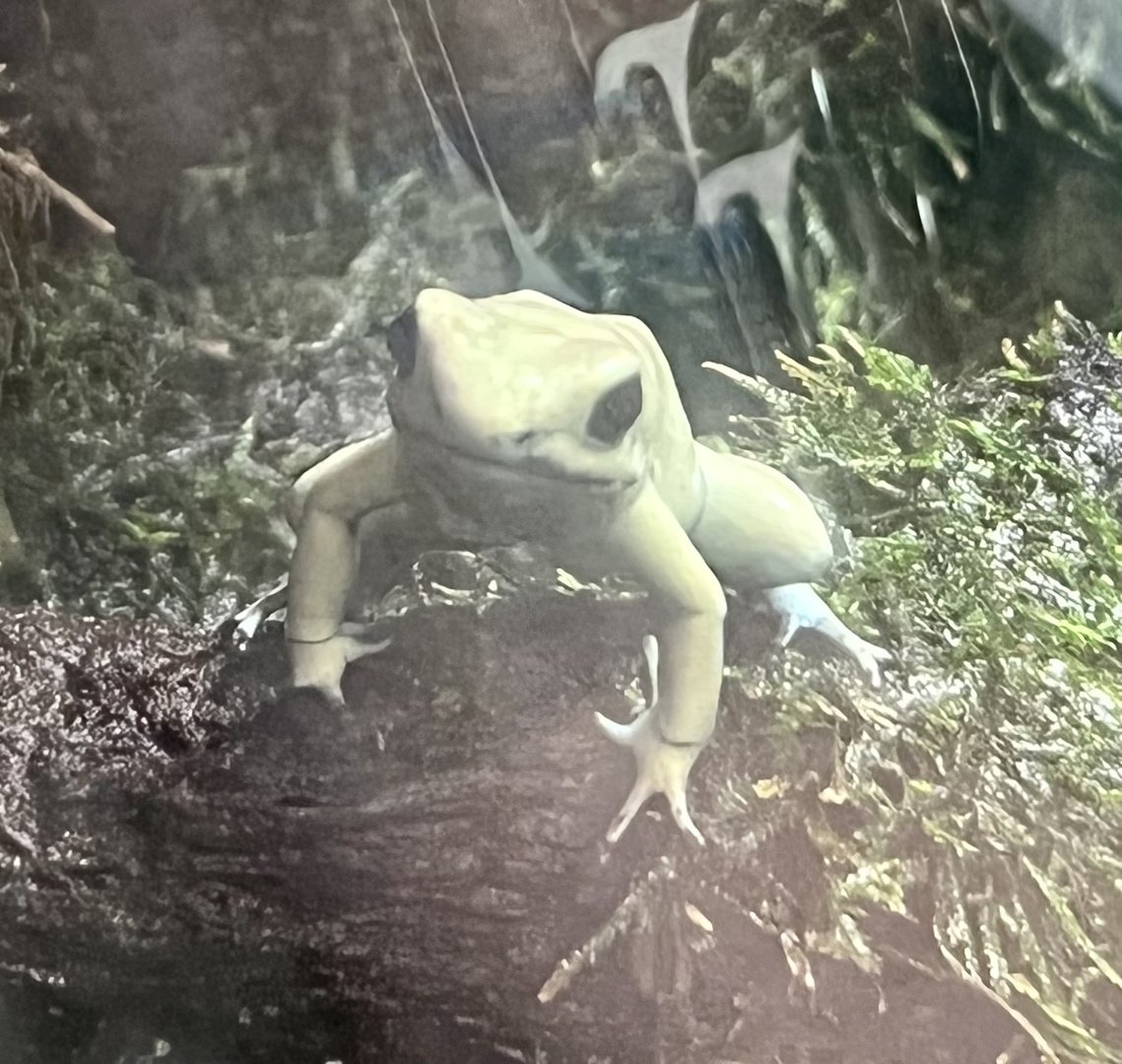 Golden Poison Frog