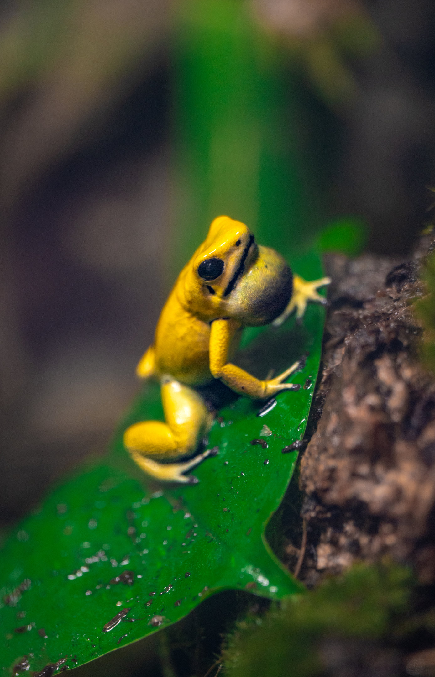 Golden Poison Frog