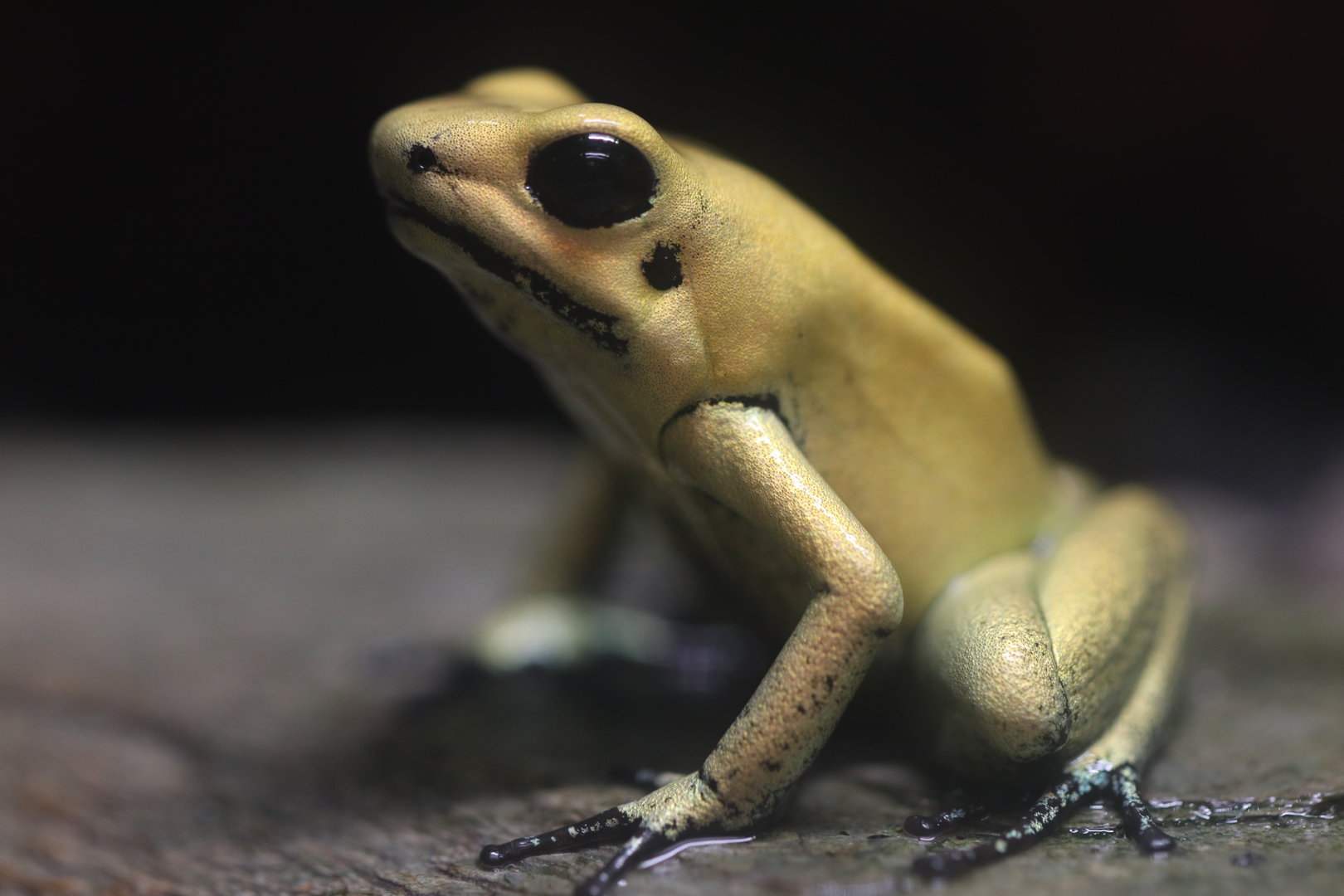 Golden poison frog