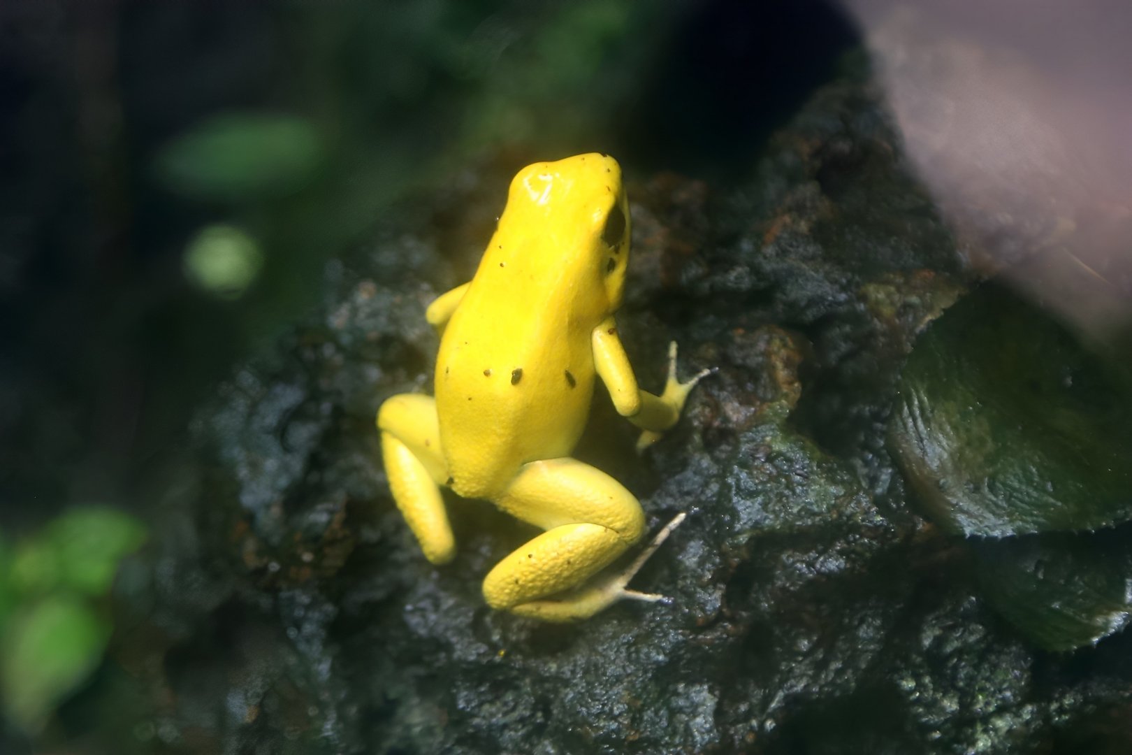 Golden Poison Frog