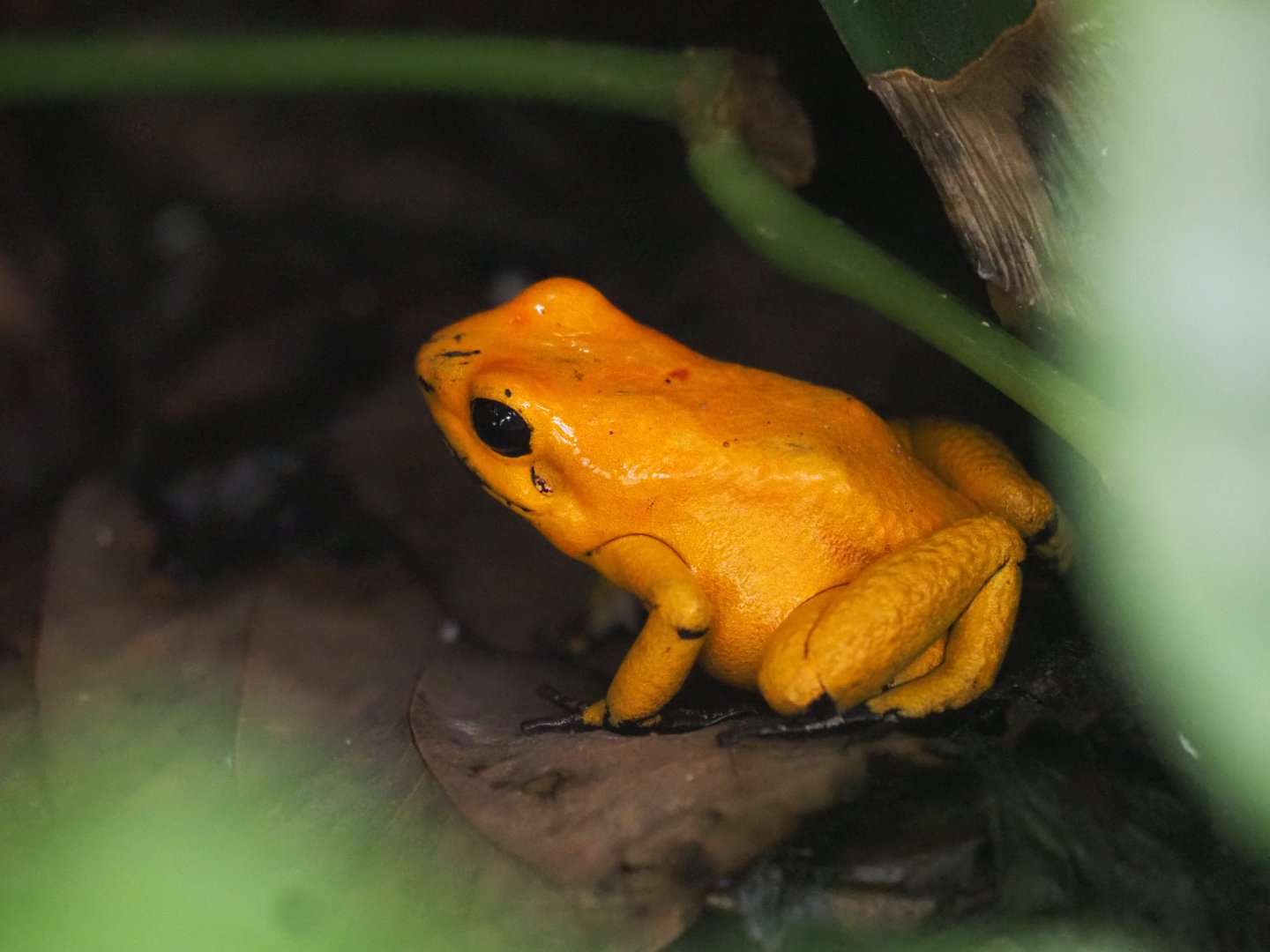 Golden Poison Frog