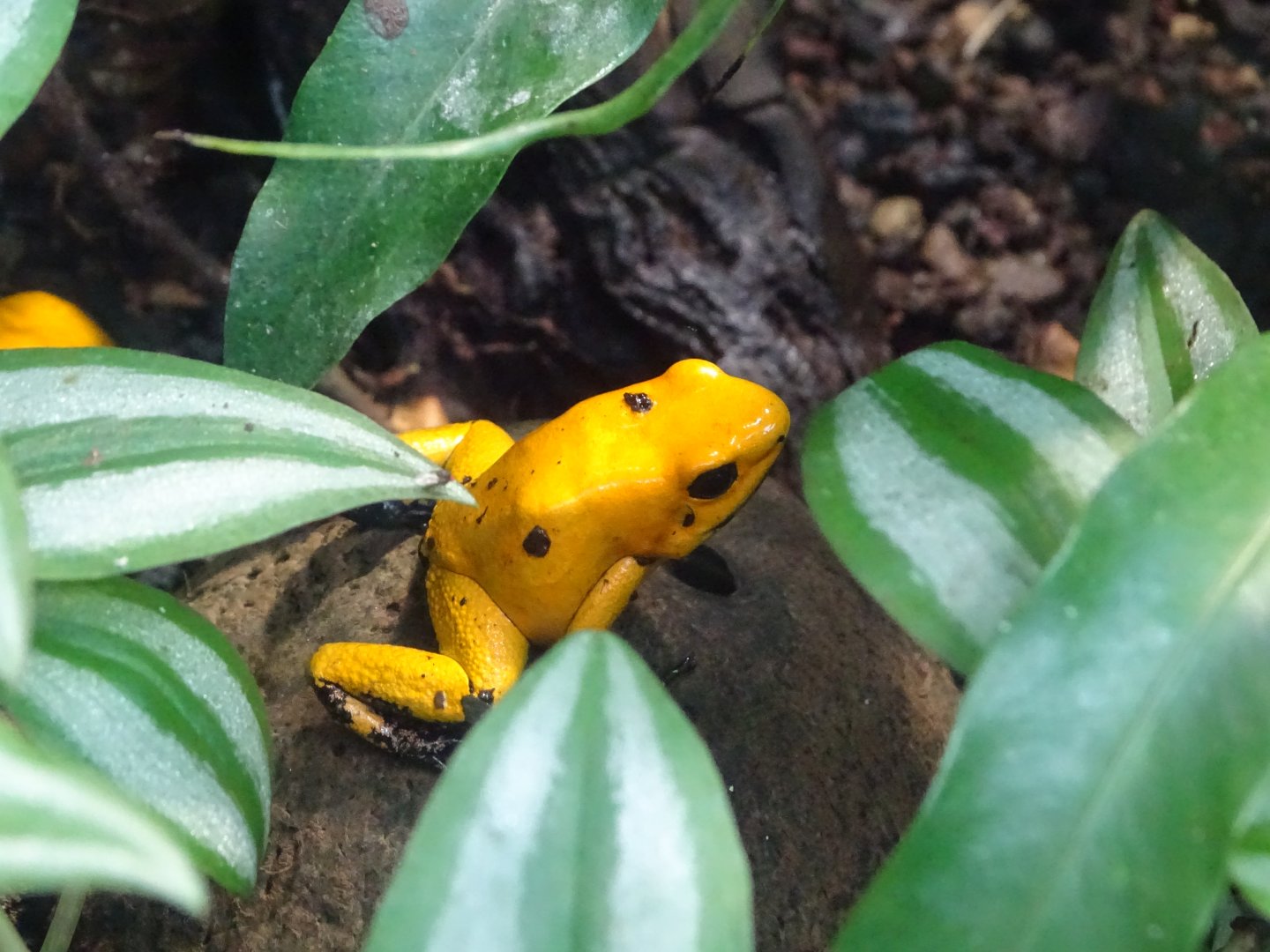 Golden poison frog