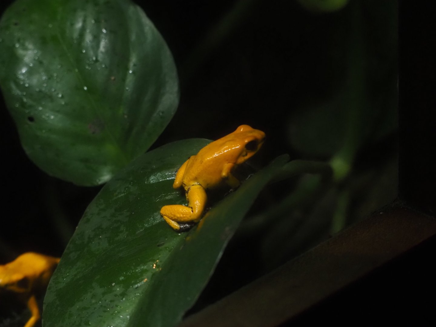 Golden Poison Frog
