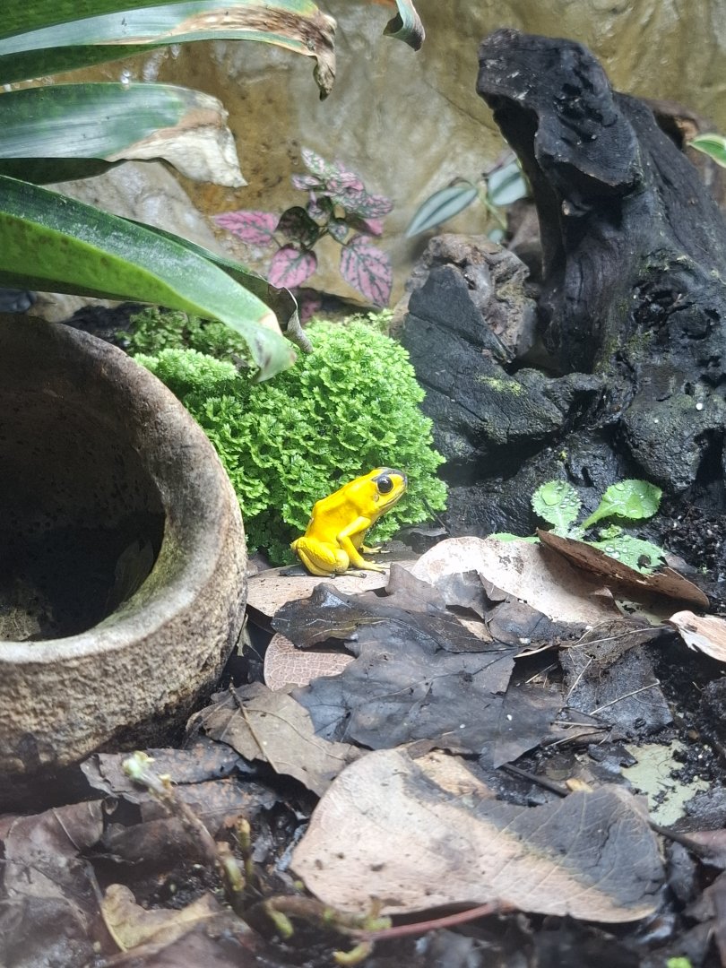 Golden Poison Frog
