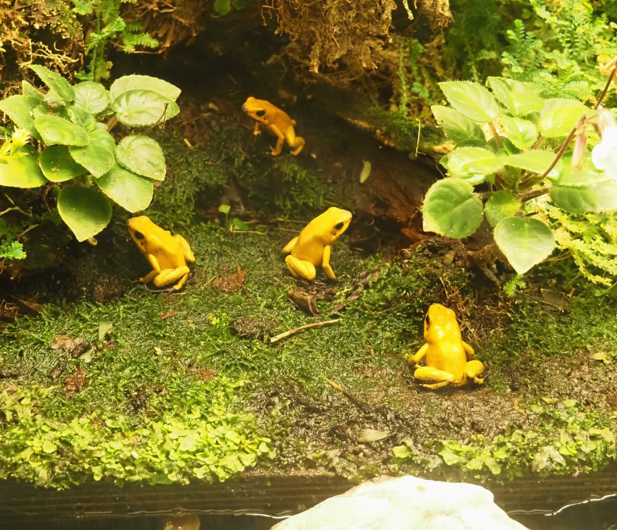 Golden poison frogs (Phyllobates terribilis), 2024-08-21