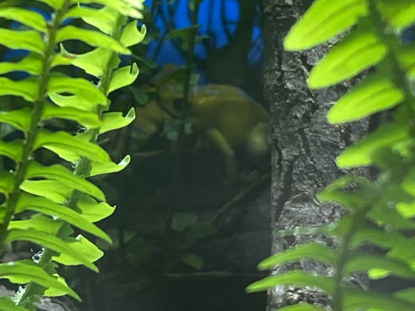 Golden poison frogs