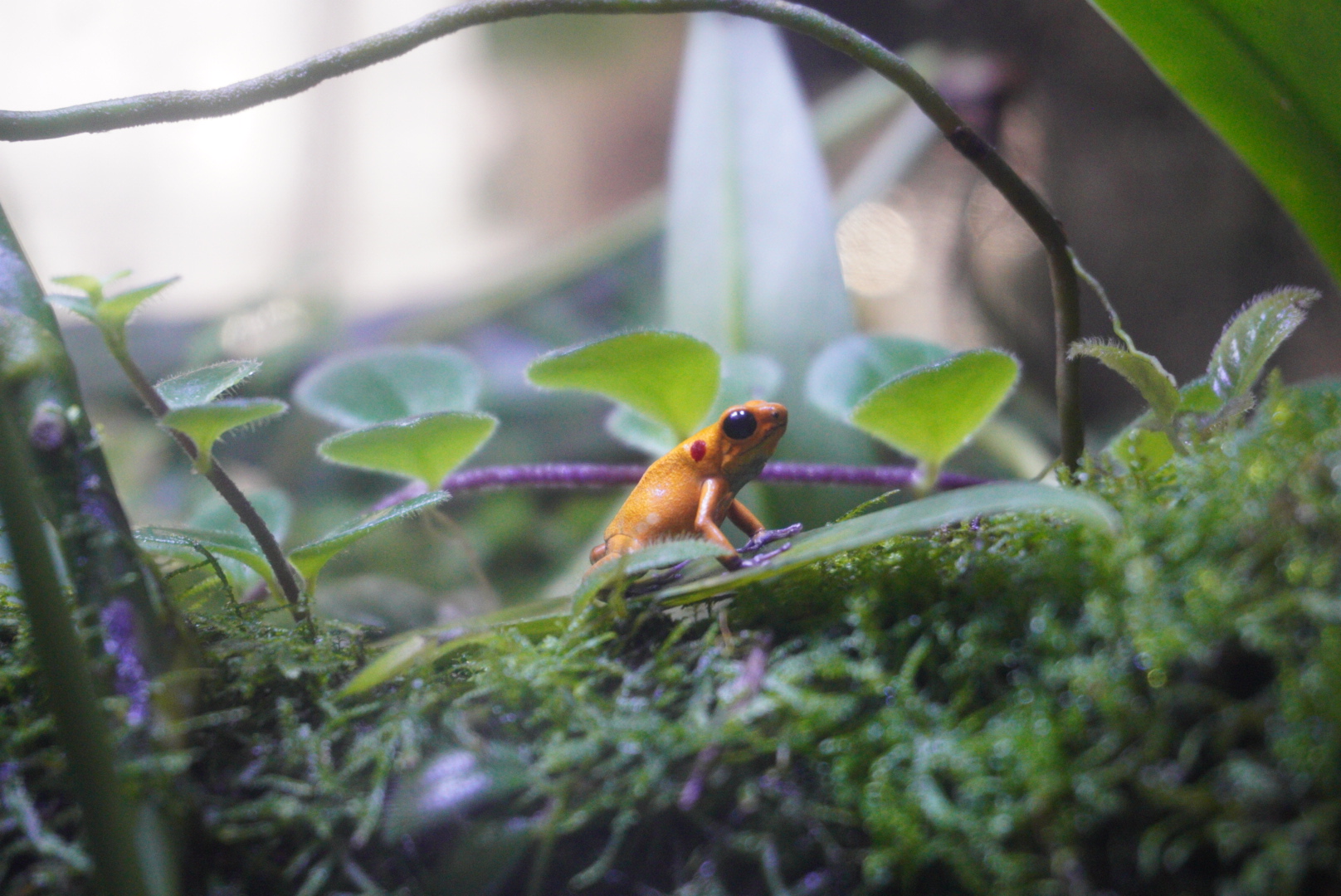 Golden Posion Dart Frog