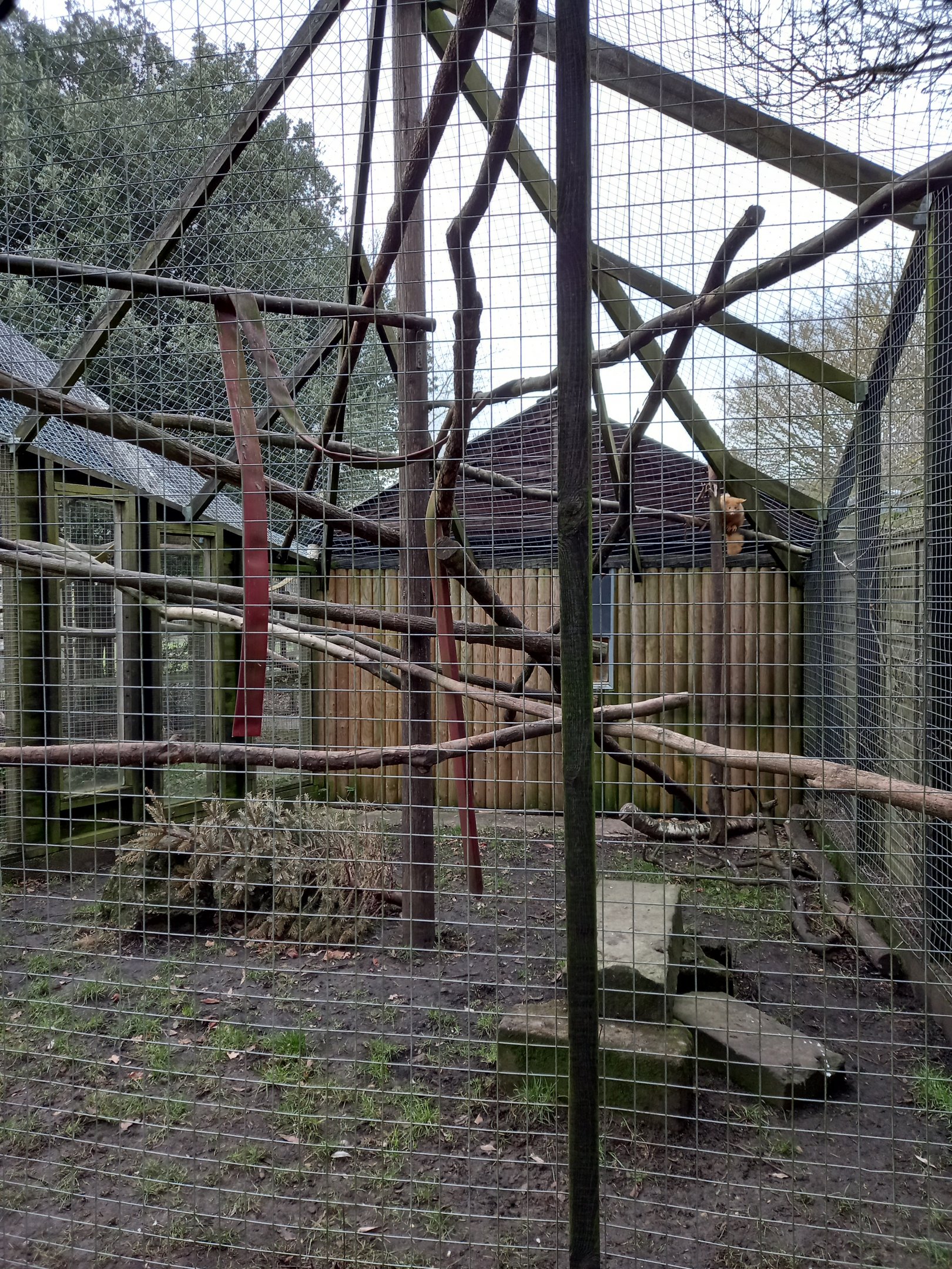 Golden Possum enclosure