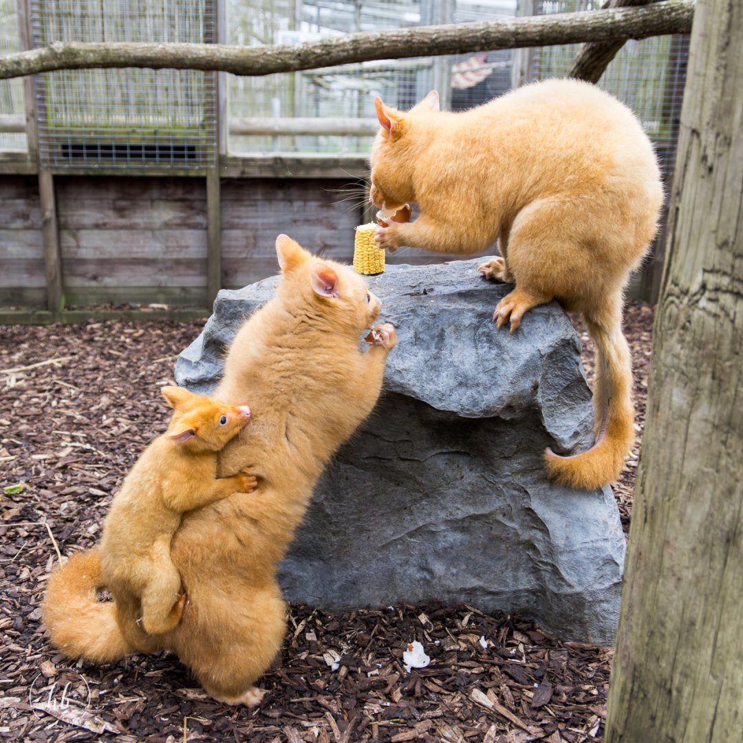 Golden Possum family / Hamerton / 3-5-24