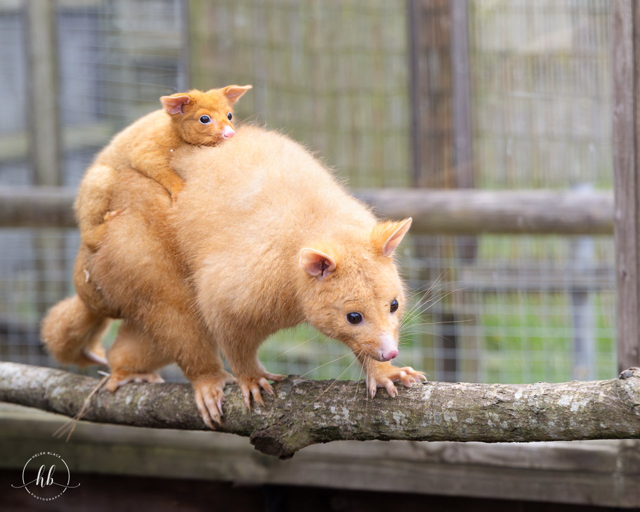 Golden Possums (Pansy - joey & Pauline) / Hamerton / 3-5-24