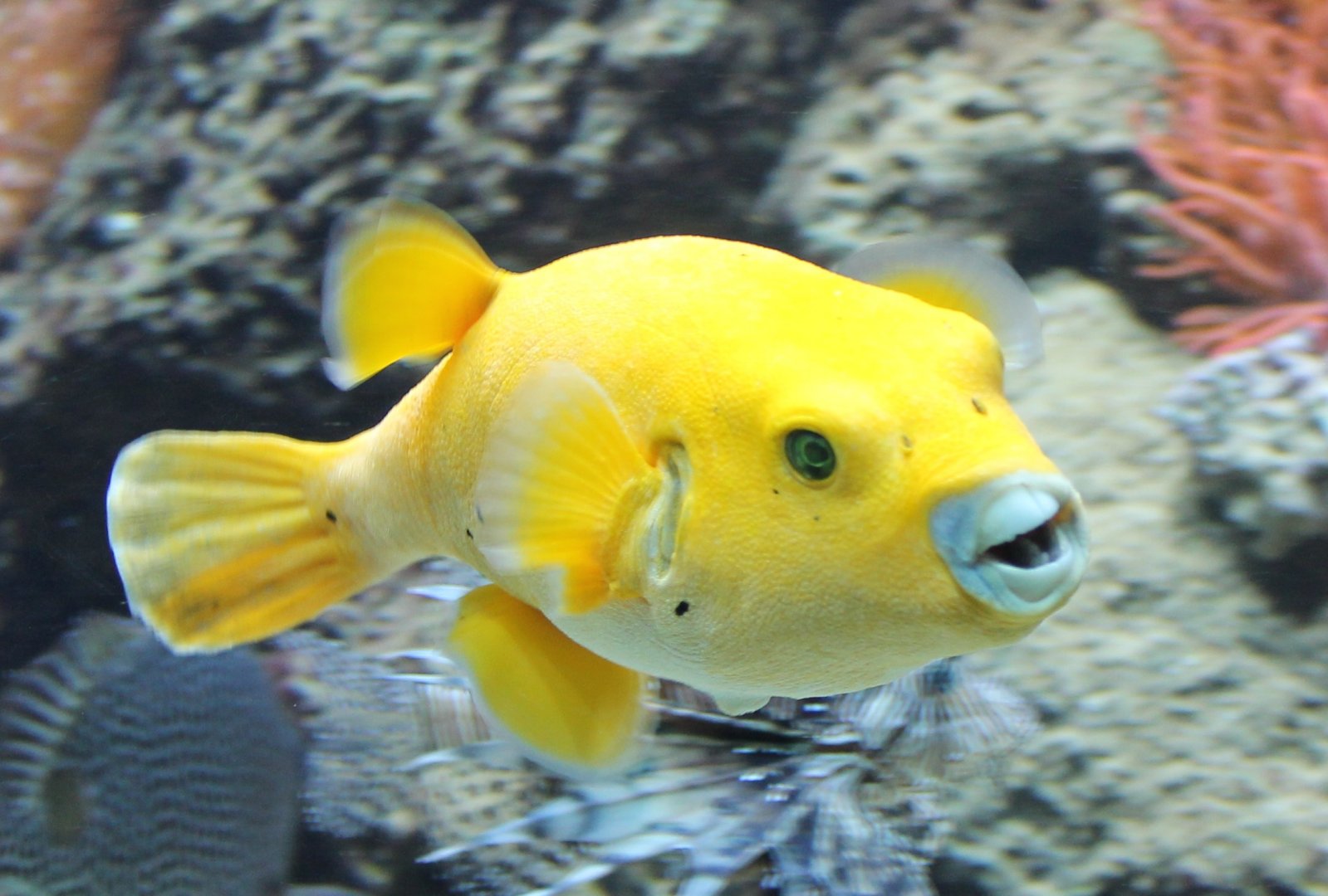 Golden puffer - Arothron citrinellus