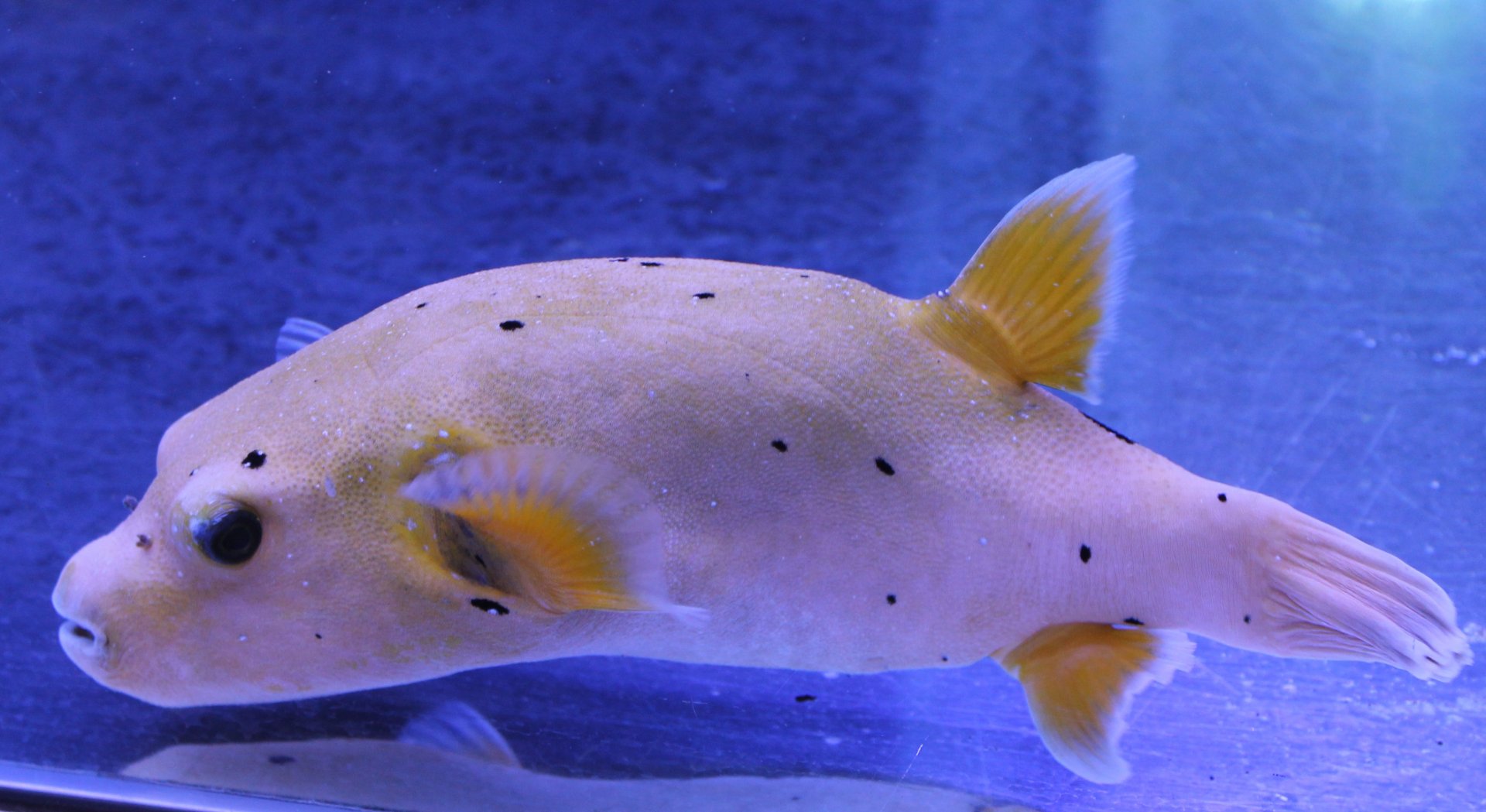 Golden puffer - Arothron nigropunctatus