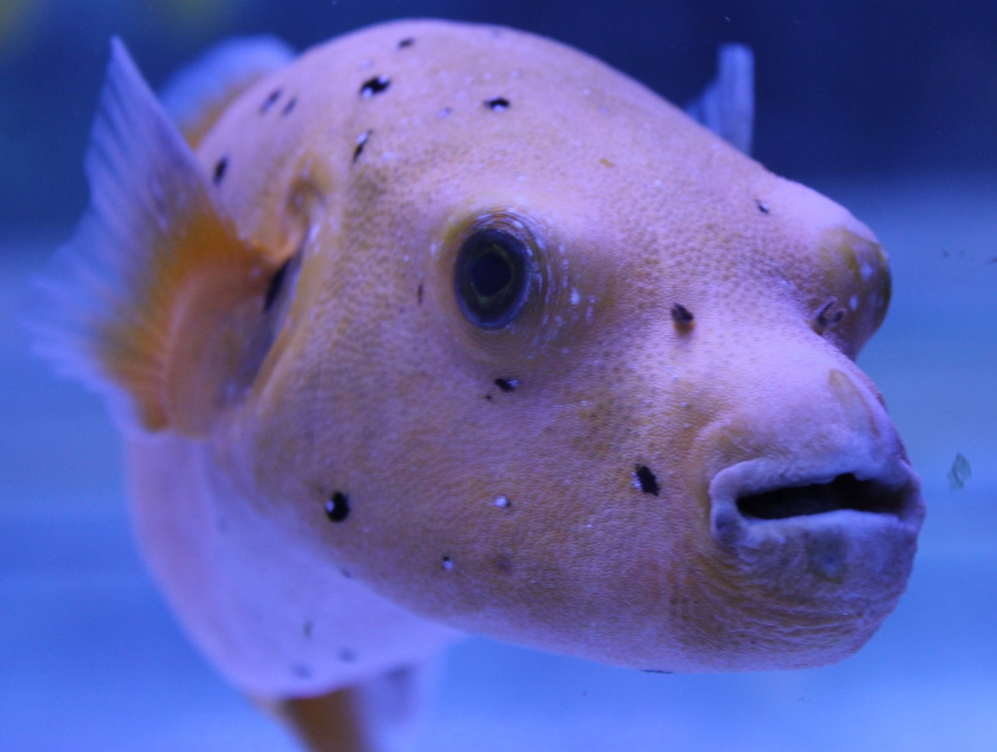 Golden puffer - Arothron nigropunctatus