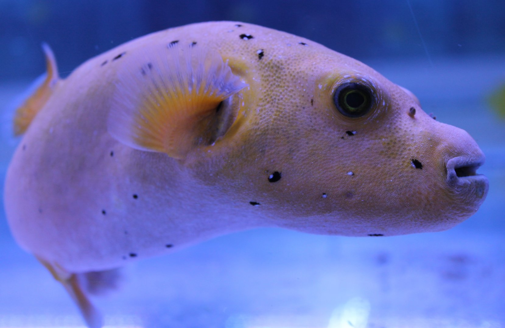 Golden puffer - Arothron nigropunctatus