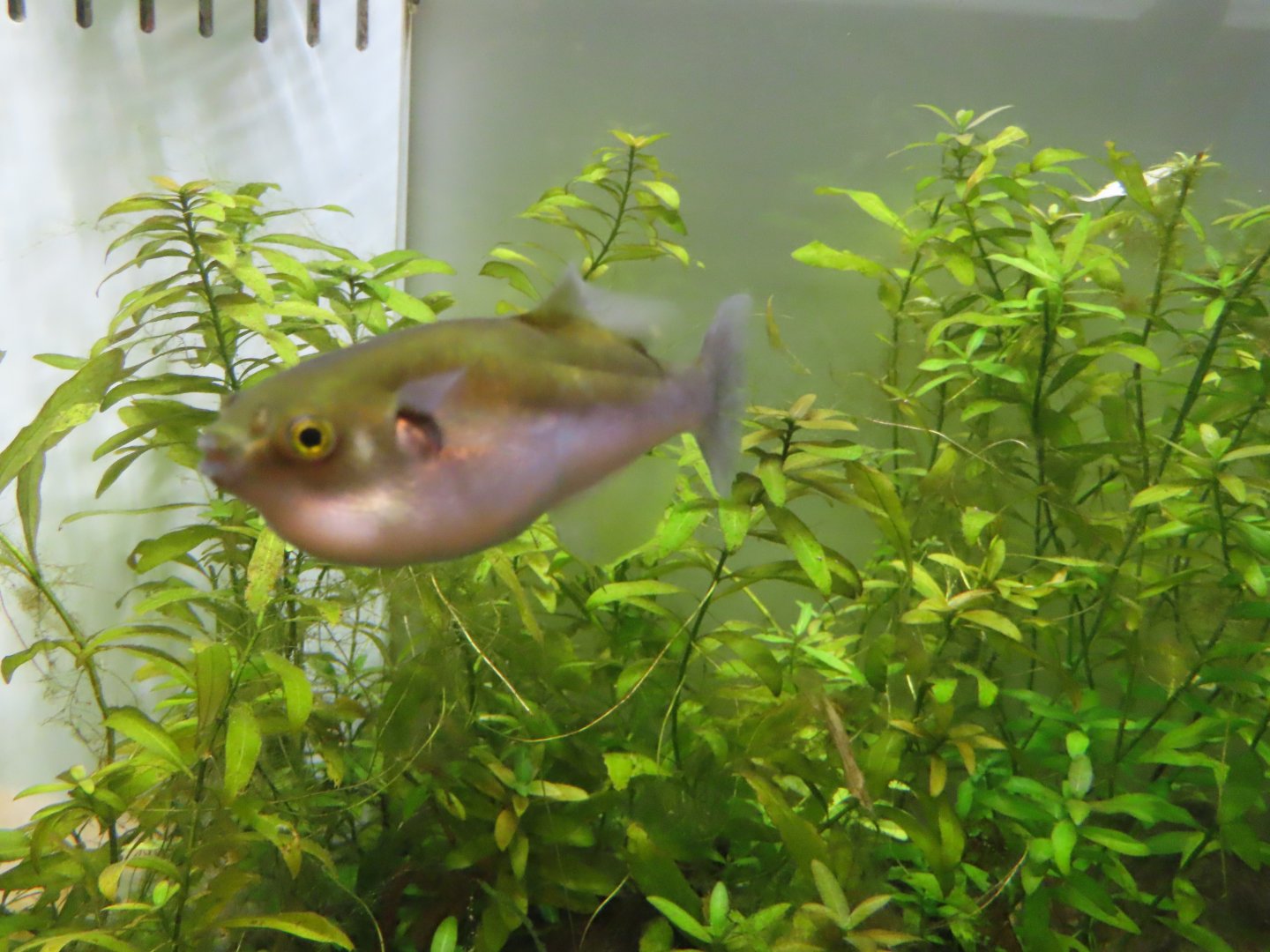 Golden puffer(Auriglobus modestus)