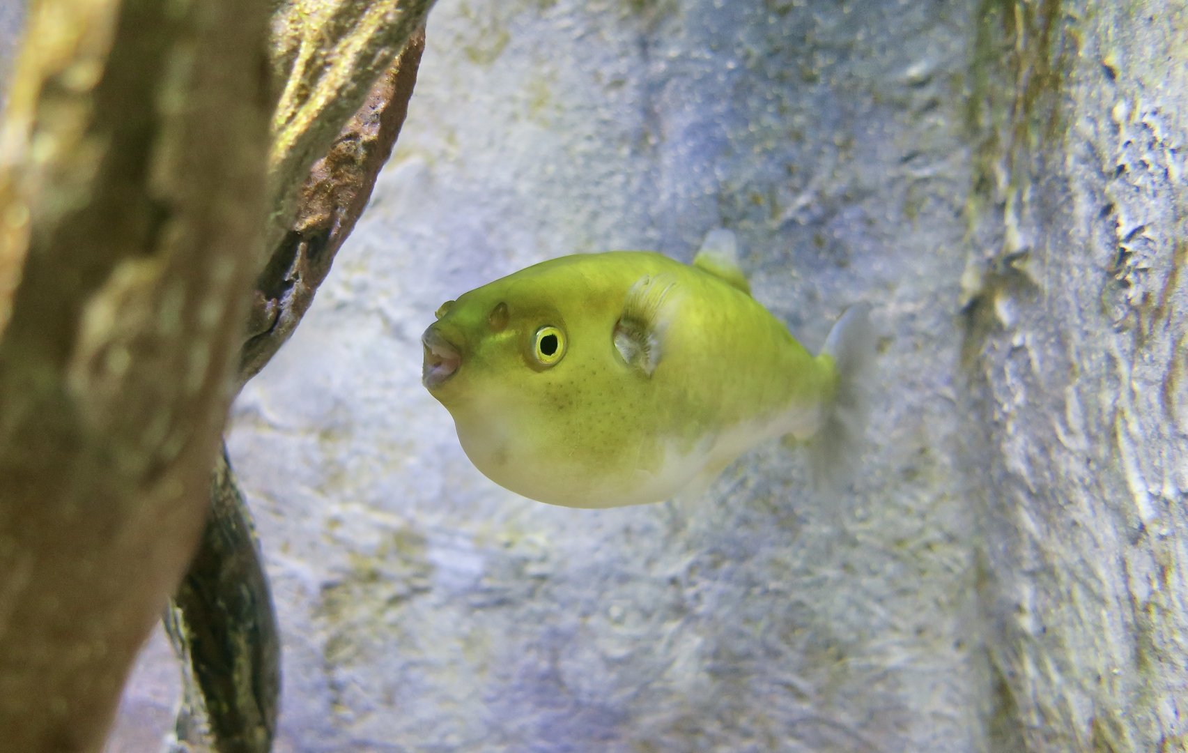 Golden Puffer (Auriglobus modestus)
