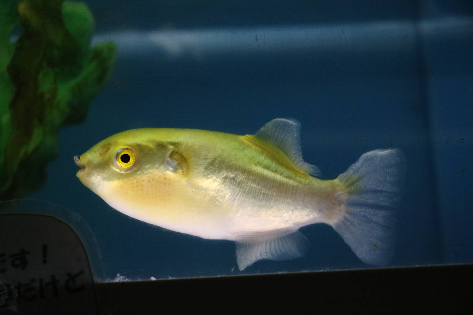Golden puffer - Tokyo Tower Aquarium, February 2016