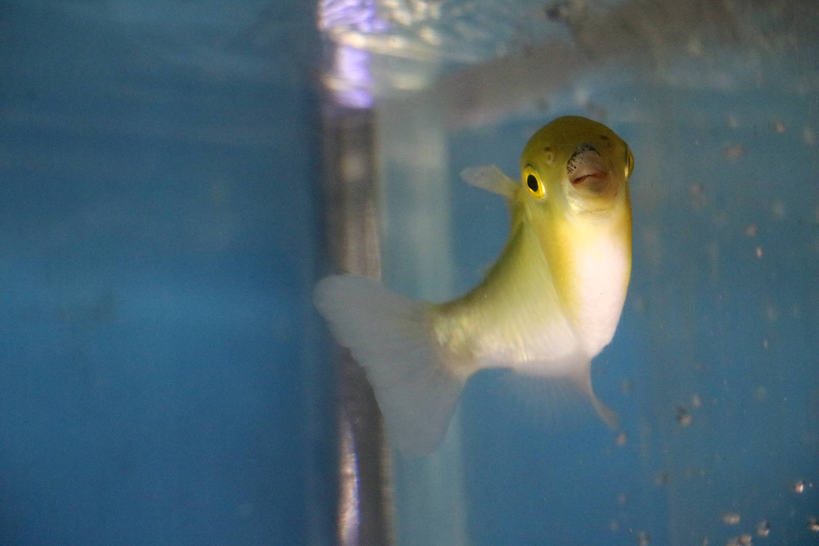 Golden puffer - Tokyo Tower Aquarium, February 2016