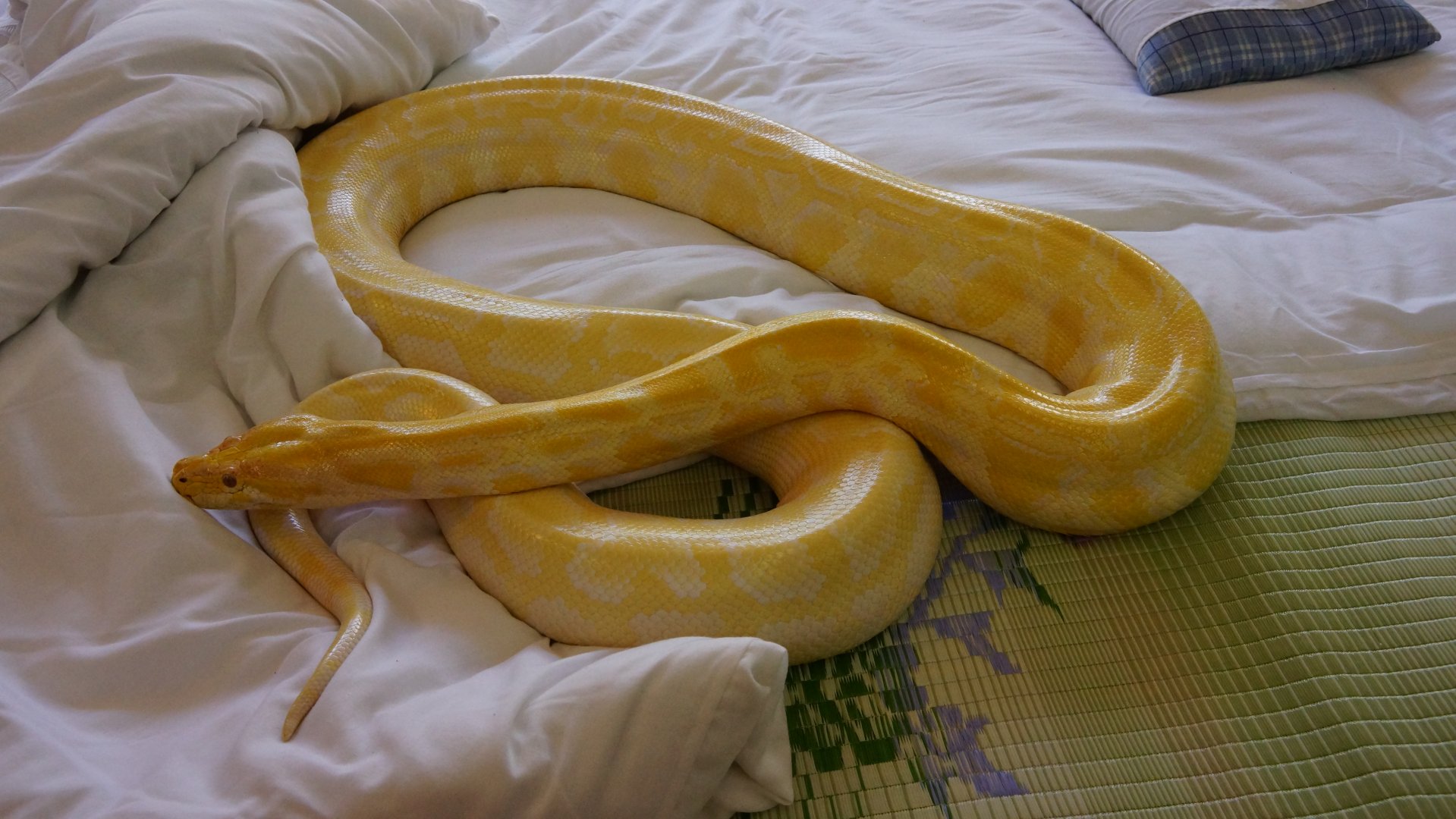 Golden Python