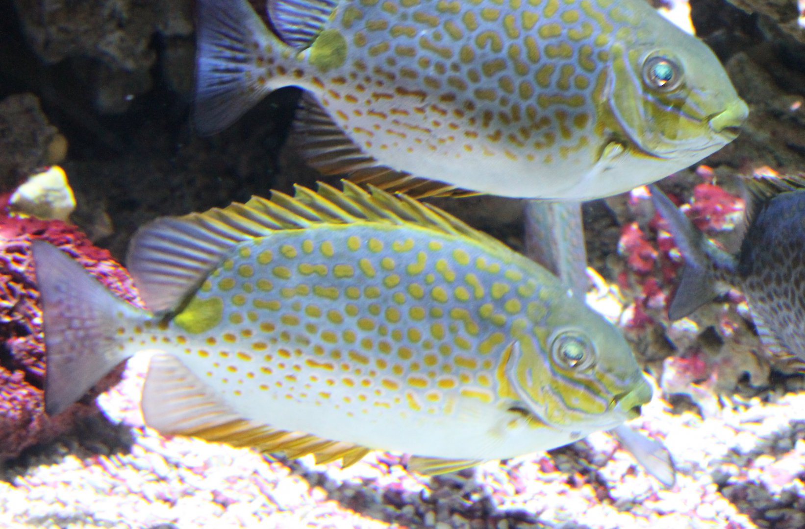 Golden rabbitfish - Siganus guttatus