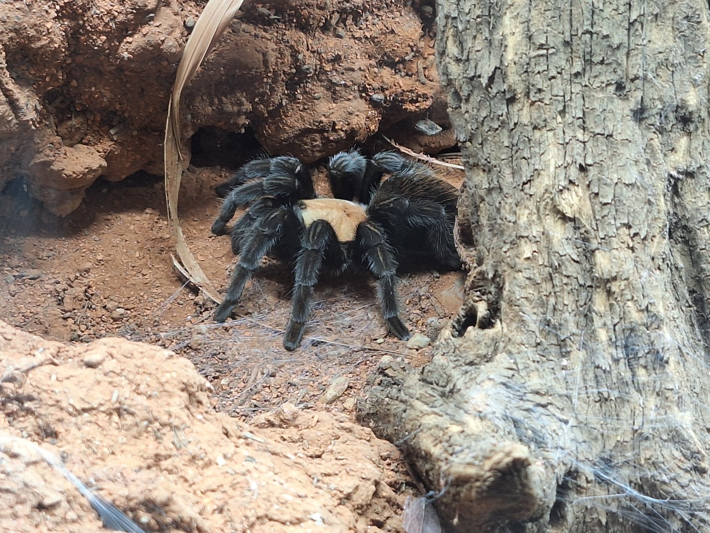Golden Red-Rump Tarantula