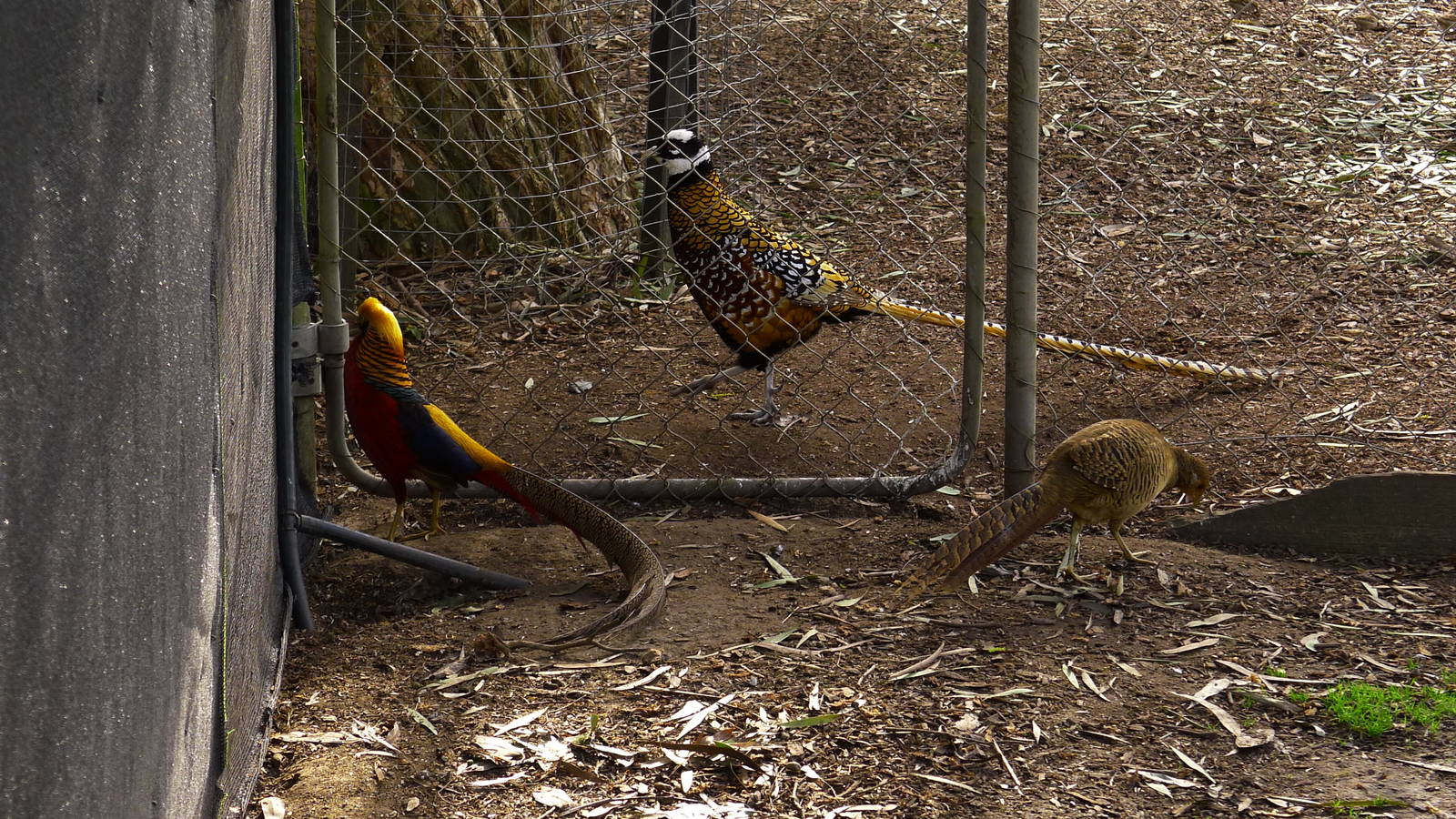Golden & Reeves's Pheasants
