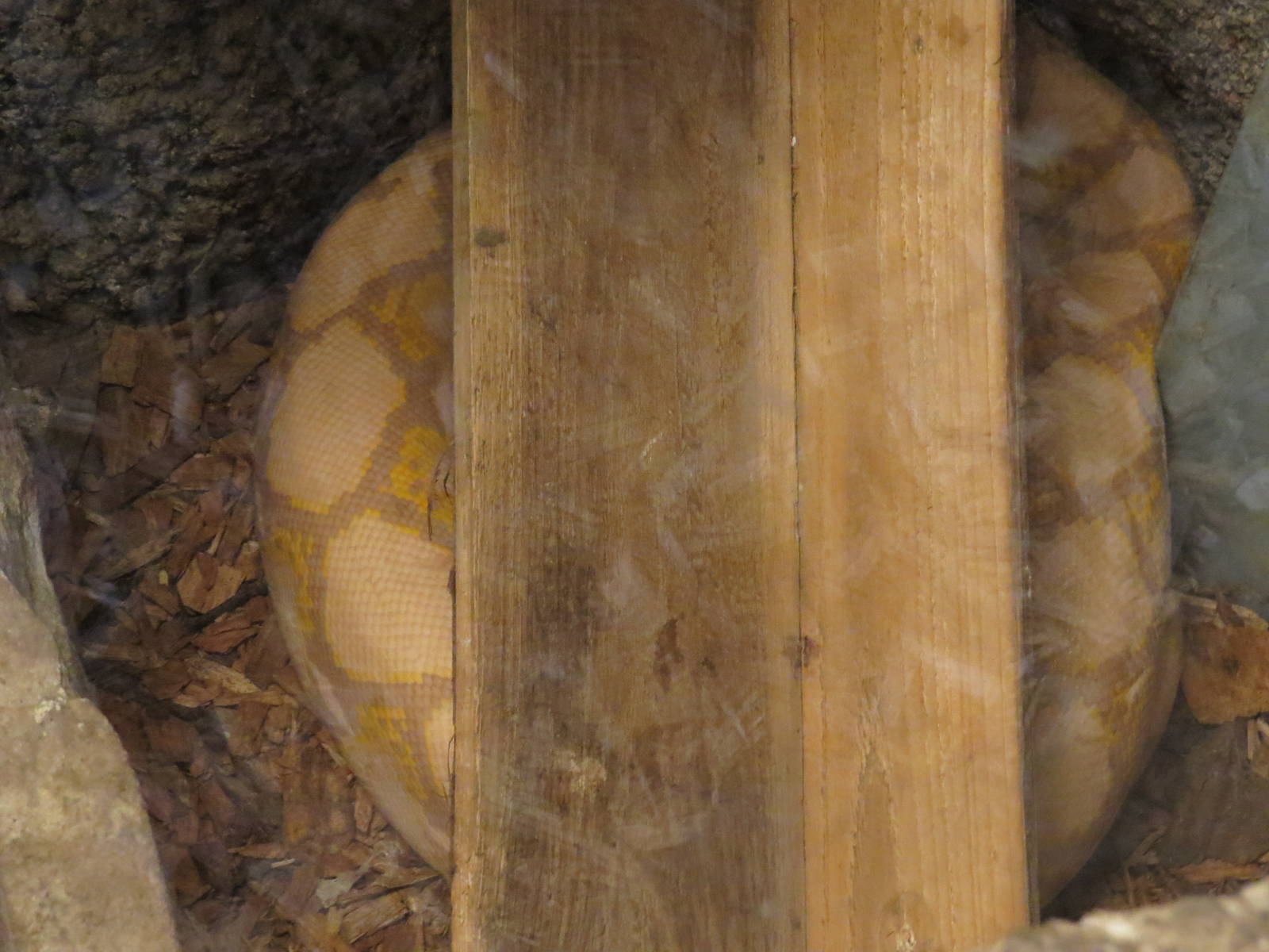 Golden reticulated python/plank of wood, June 2015.