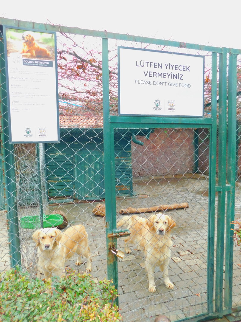Golden Retrivers Karatay Zoo