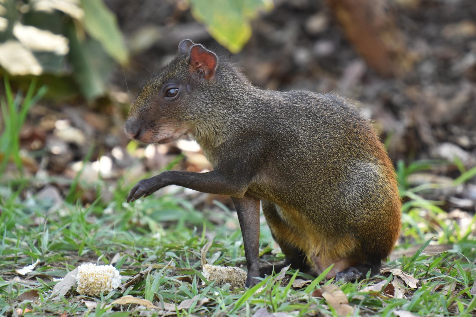 Golden-rumped Agouti (Dasyprocta leporina)