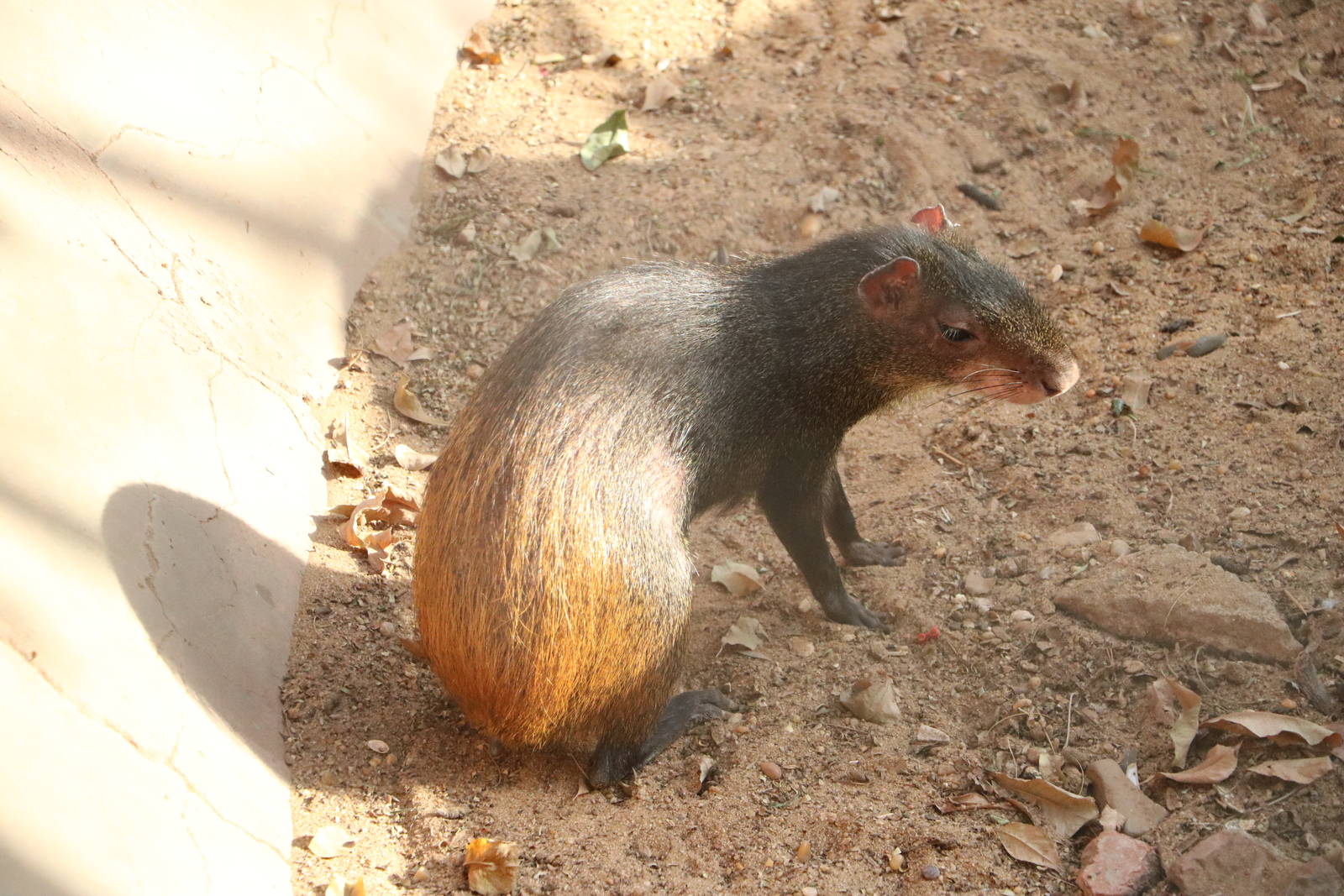 Golden-rumped agouti, February 2016