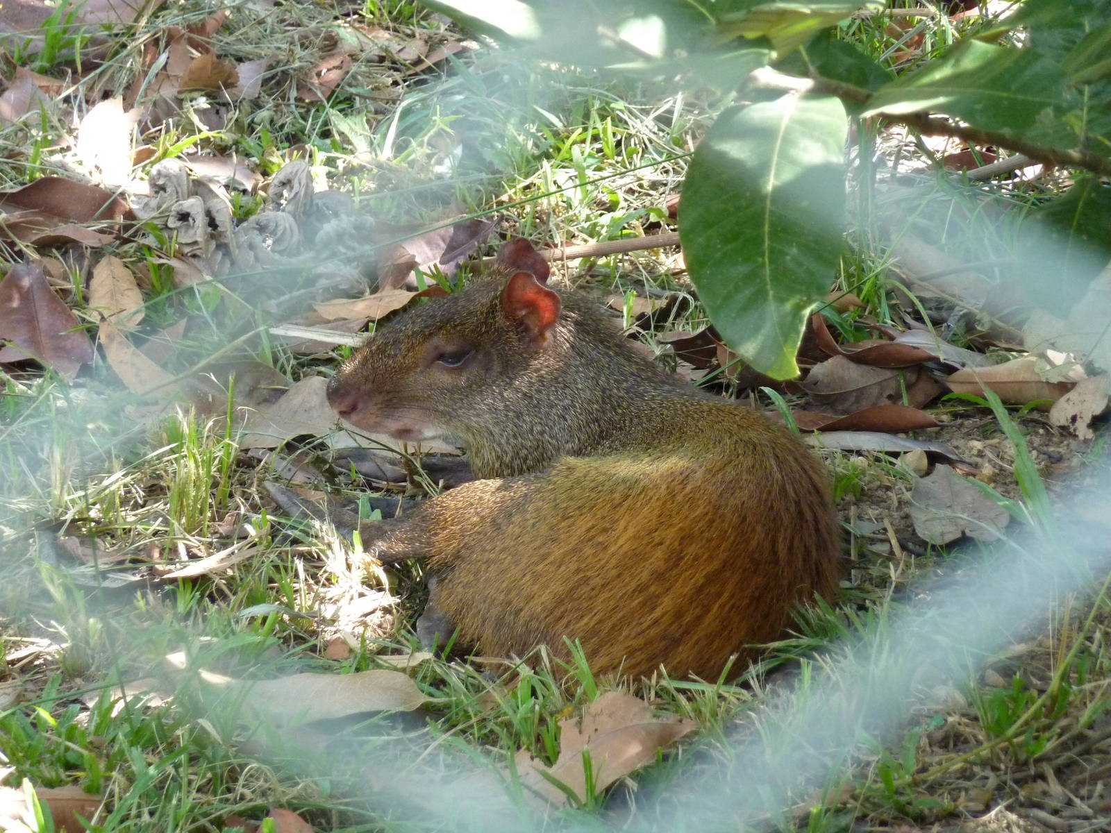 Golden-rumped agouti