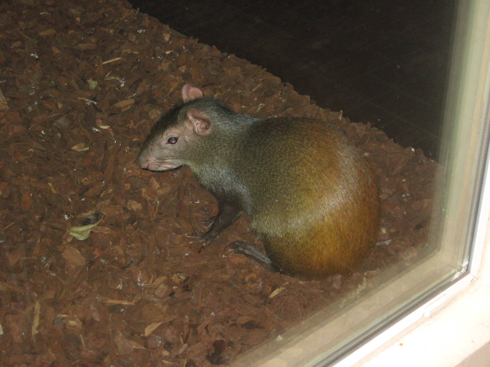 Golden-rumped agouti
