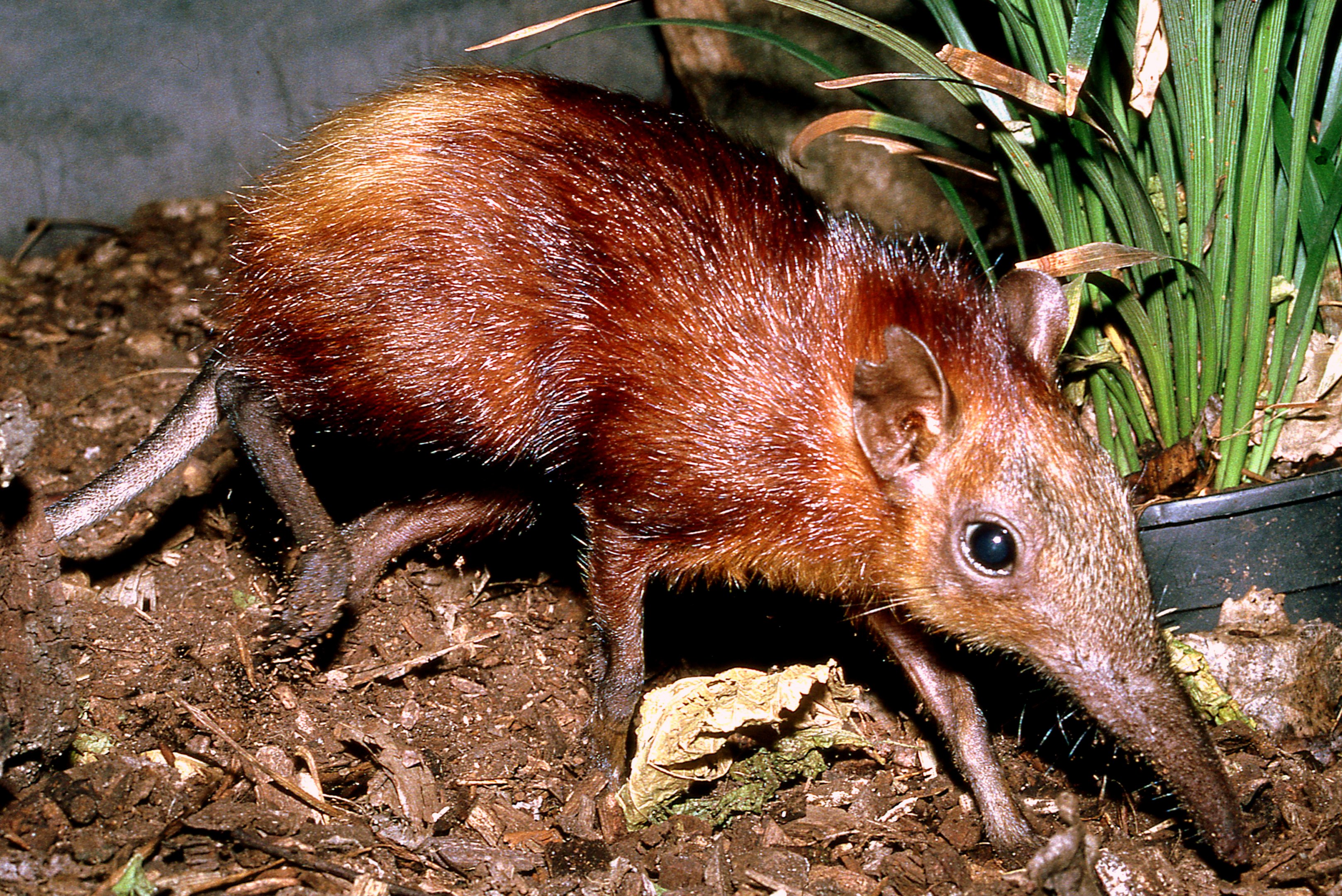 Golden-rumped elephant shrew; Frankfurt; early 1990s