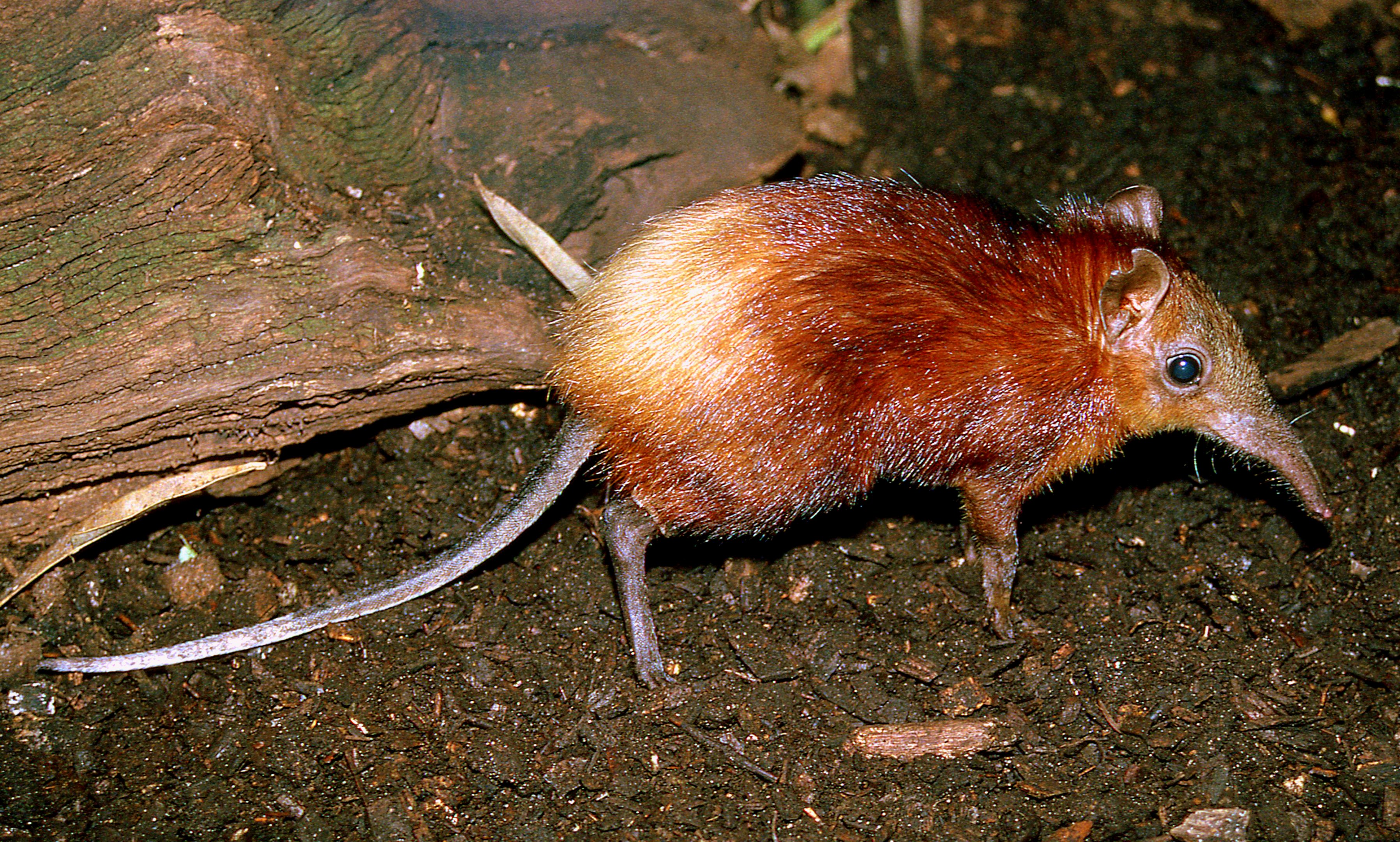 Golden-rumped elephant shrew; Frankfurt; early 1990s