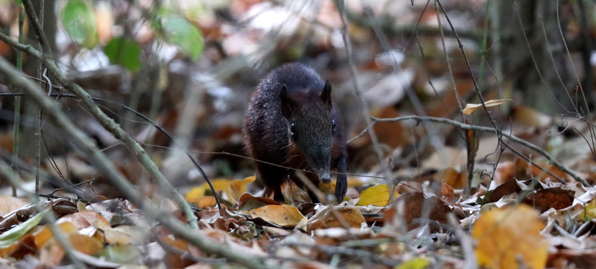 golden-rumped elephant shrew or golden-rumped sengi (Rhynchocyon chrysopygus)