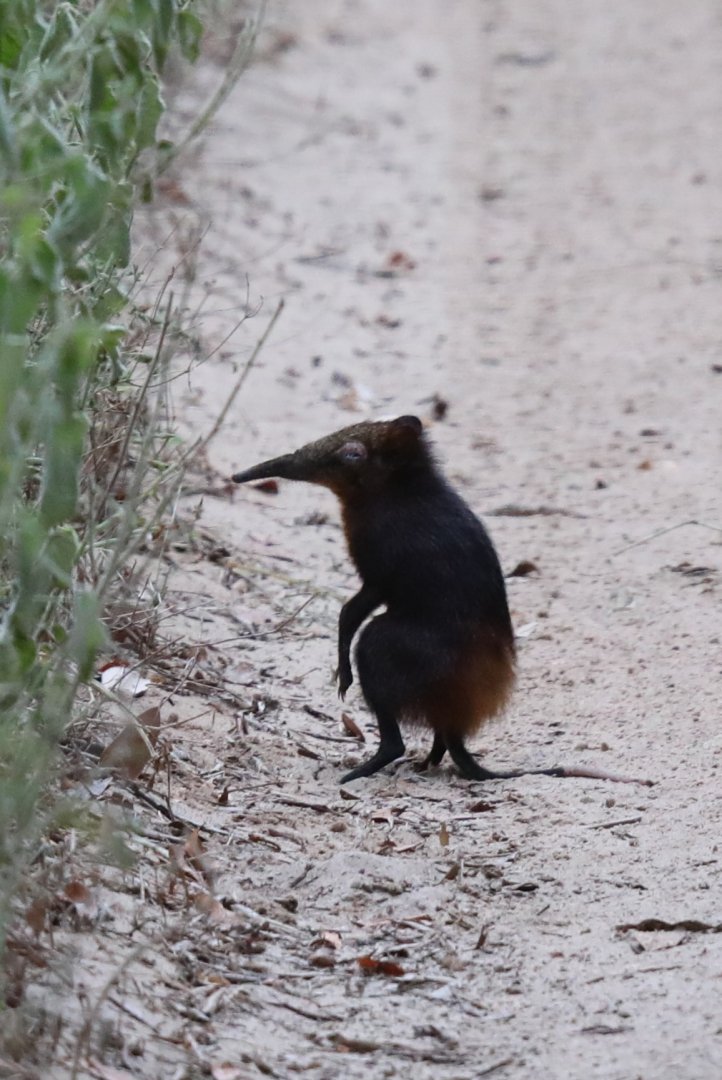 golden-rumped elephant shrew or golden-rumped sengi (Rhynchocyon chrysopygus)