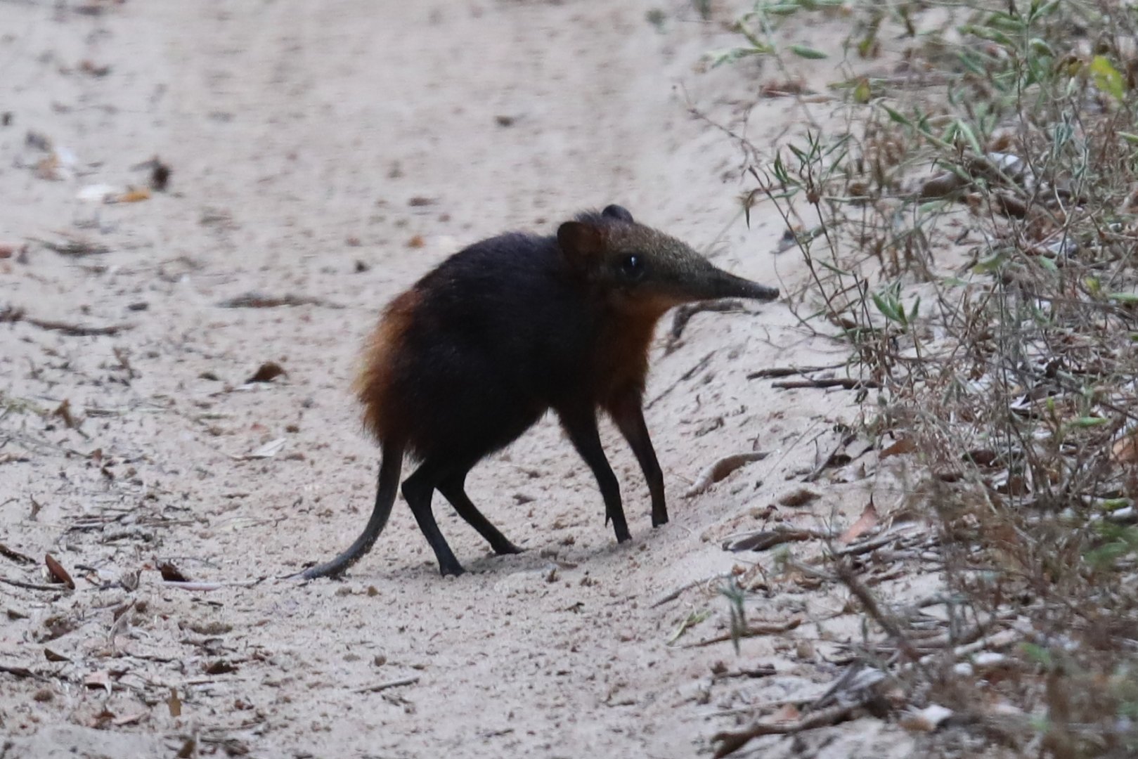 golden-rumped elephant shrew or golden-rumped sengi (Rhynchocyon chrysopygus)