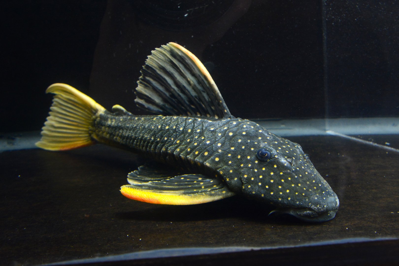 Golden Sailfin Pleco (Hypostomus luteus) Phase II