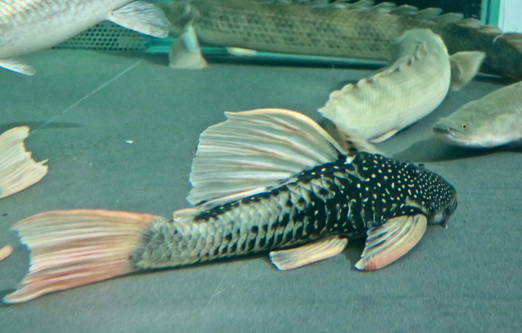 Golden Sailfin Pleco (Hypostomus luteus)